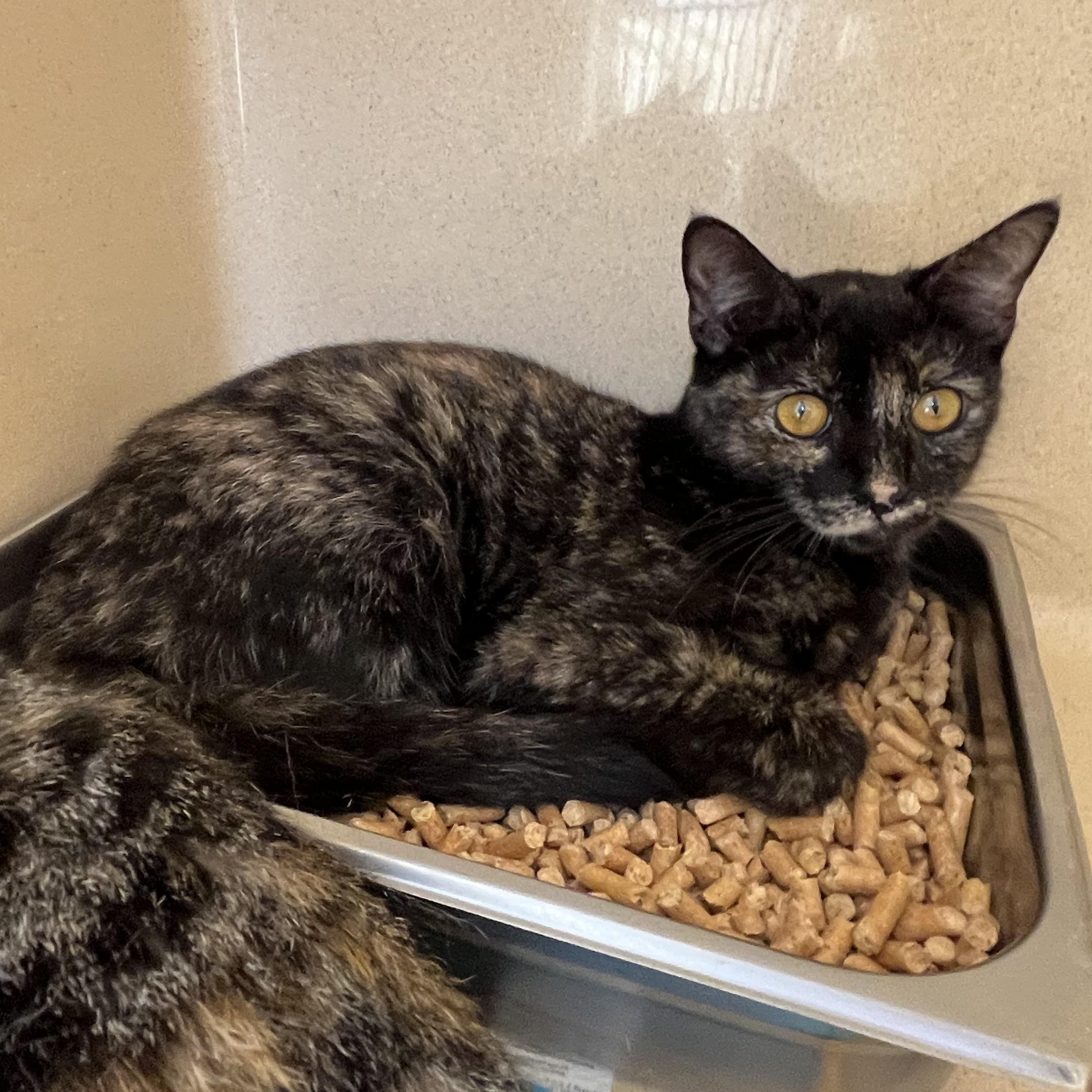 Enlarge Ashley Judd, a Adoptable Tortoiseshell in Clarksville, VA image 4/6