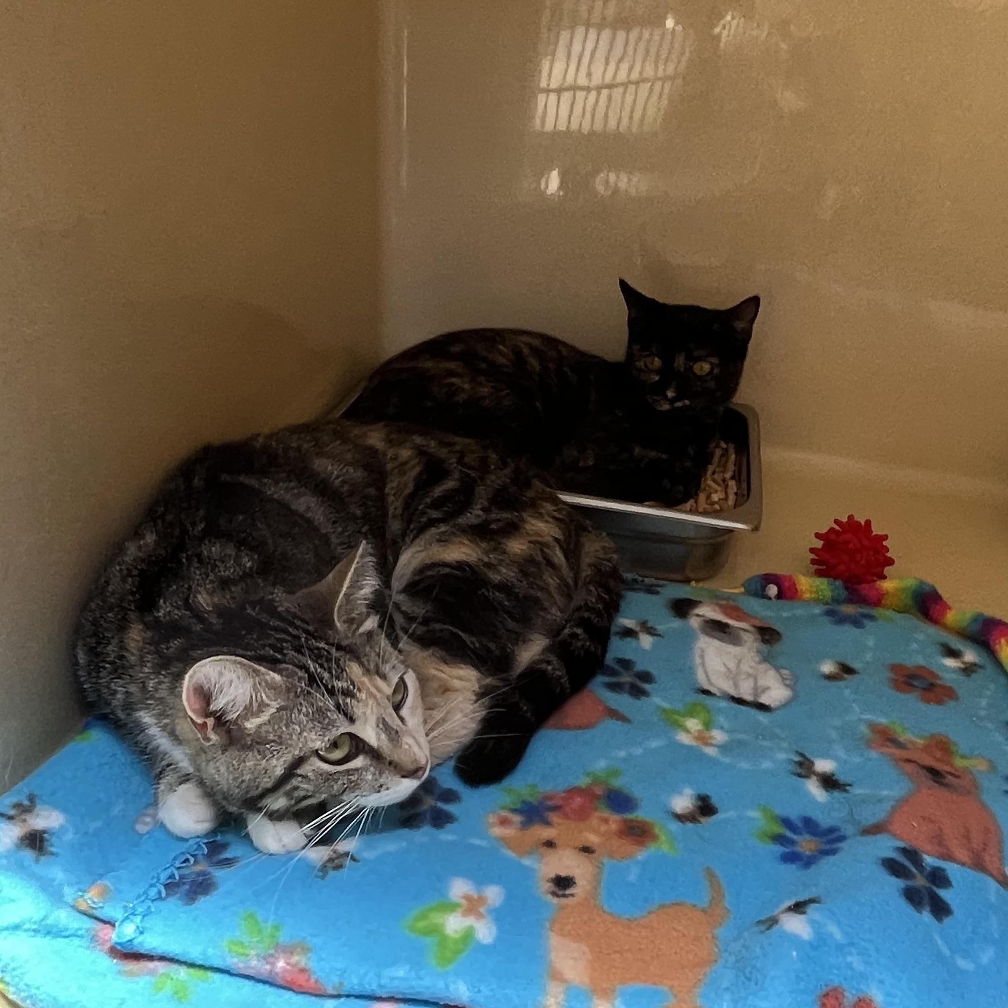 Enlarge Ashley Judd, a Adoptable Tortoiseshell in Clarksville, VA image 3/6