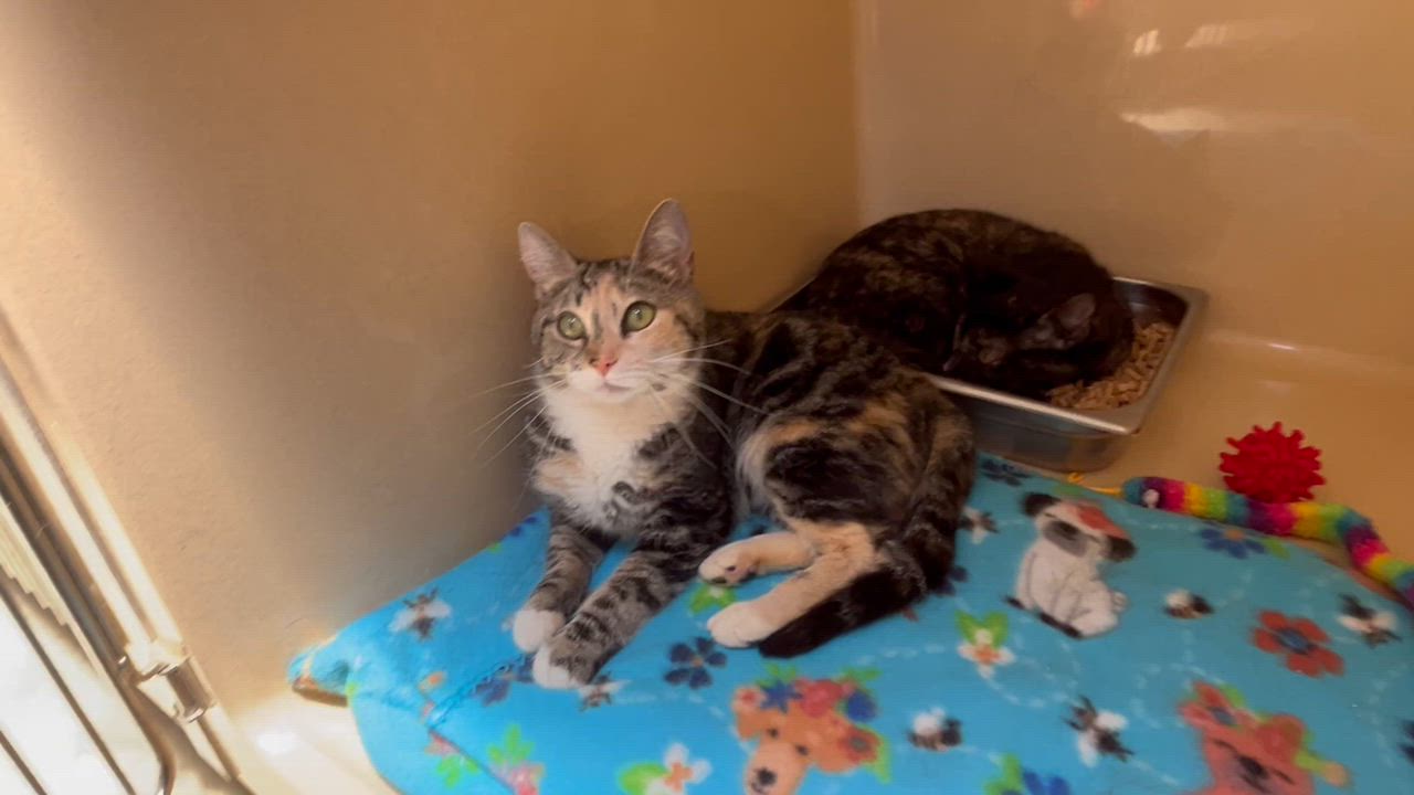 Enlarge Ashley Judd, a Adoptable Tortoiseshell in Clarksville, VA video 2/6