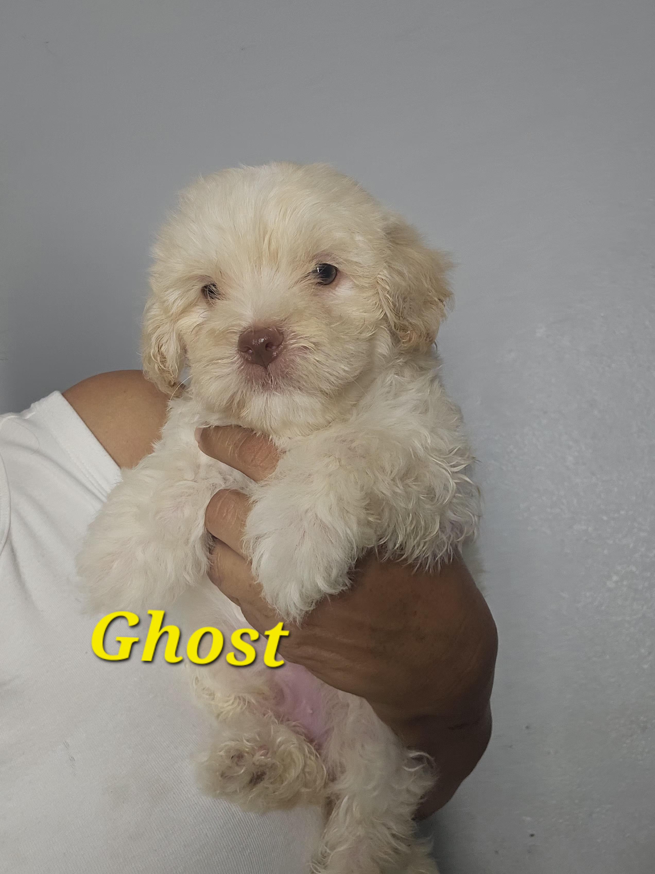Ghost, adopted, Puppy Male Maltipoo.
