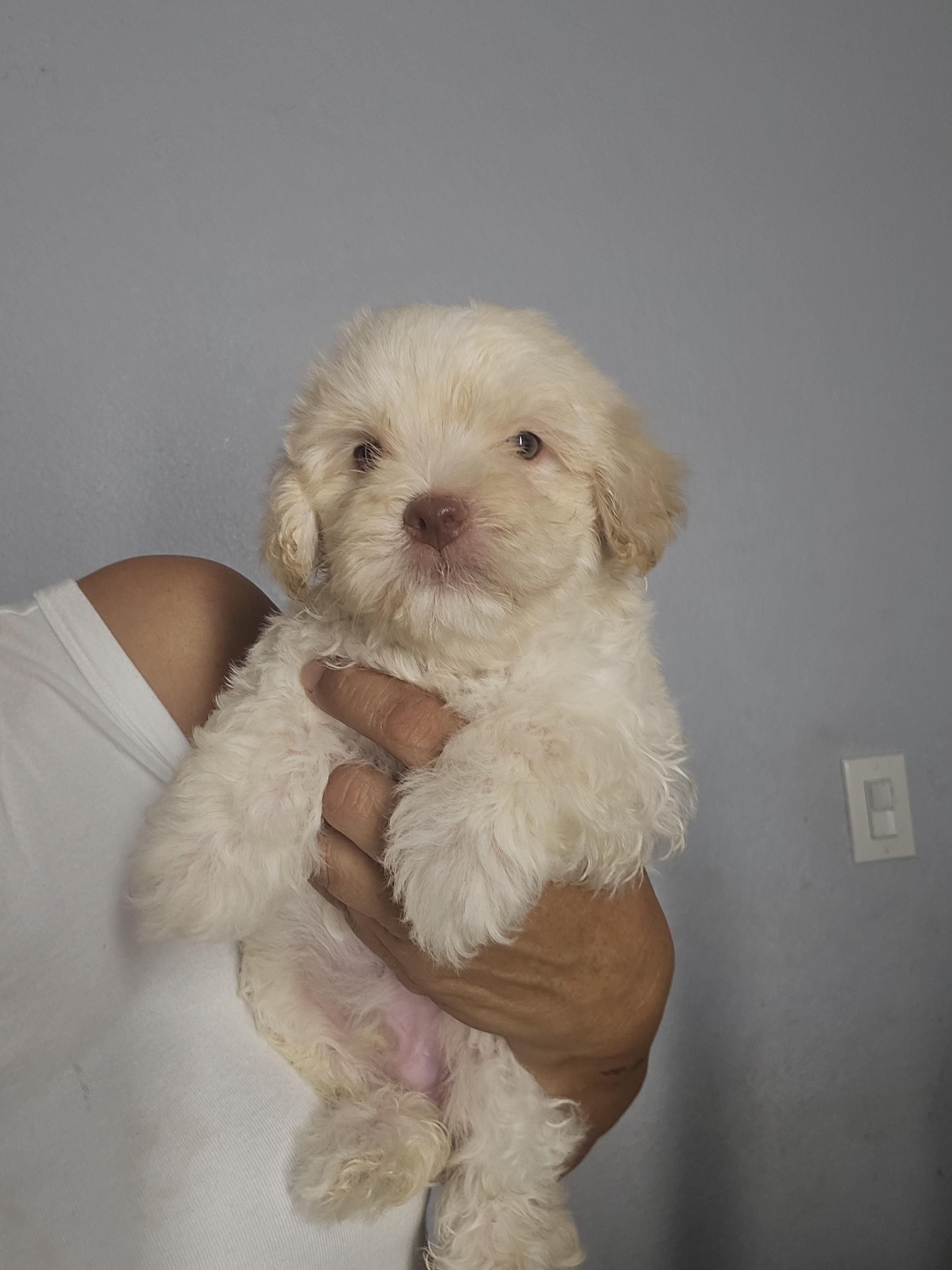 Ghost, an adopted mixed breed in Los Angeles, CA image 2/3