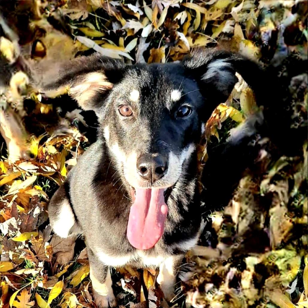 Enlarge Clarabell, a Adoptable mixed breed in TONASKET, WA image 1/2