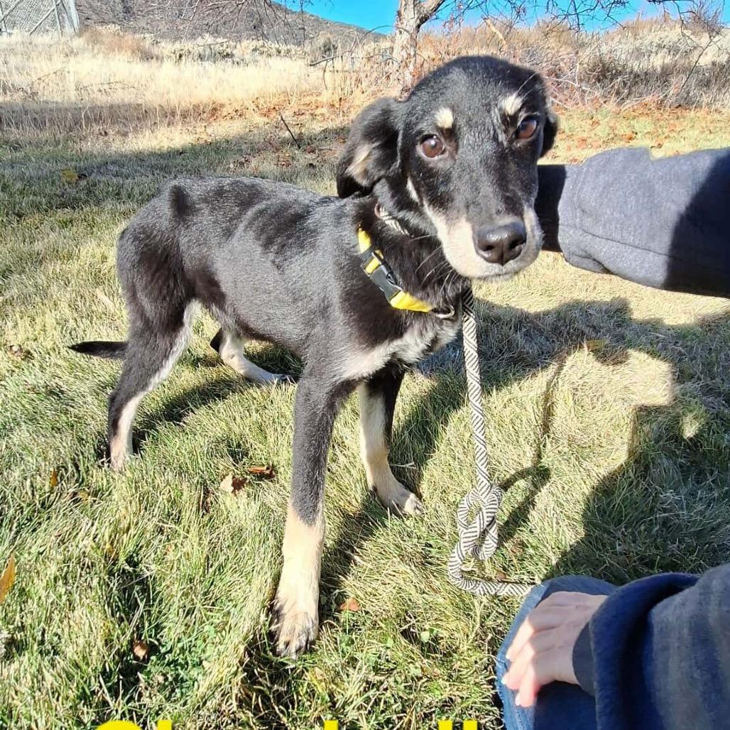 Enlarge Clarabell, a Adoptable mixed breed in TONASKET, WA image 2/2