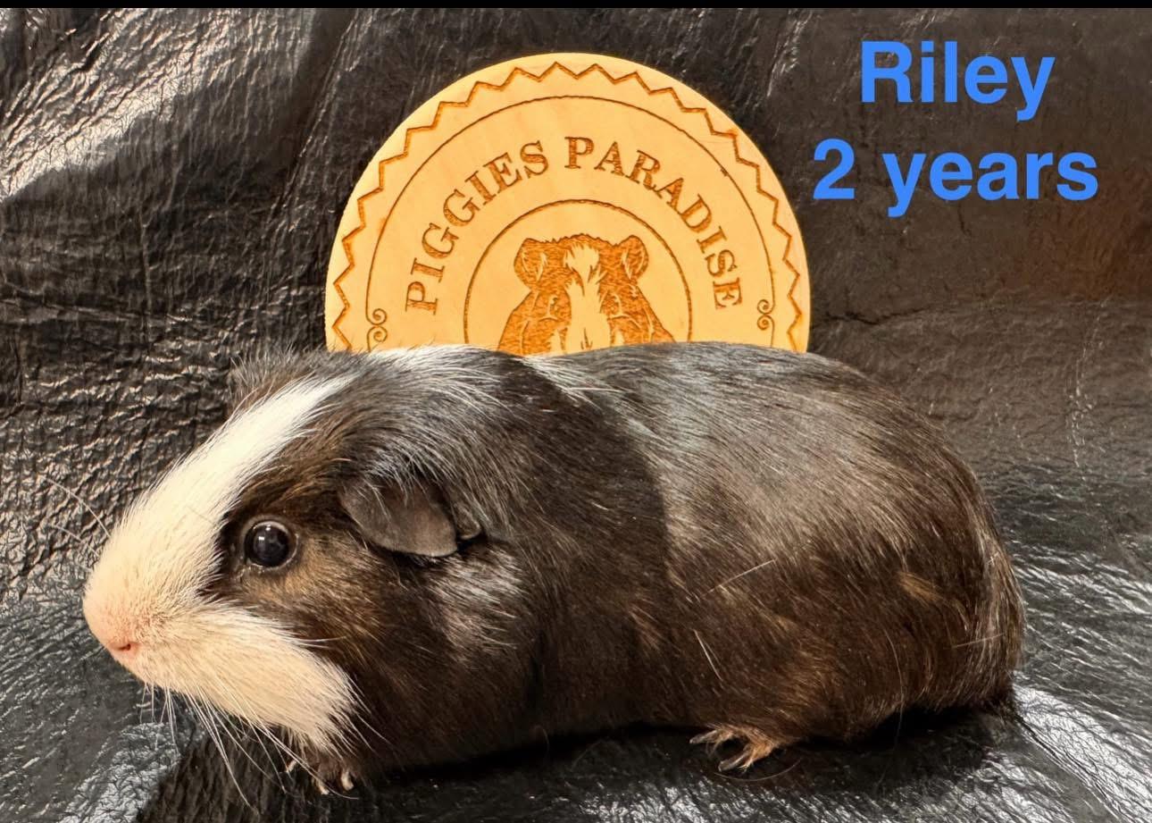 Riley, Adoptable, Adult Male Short-Haired.