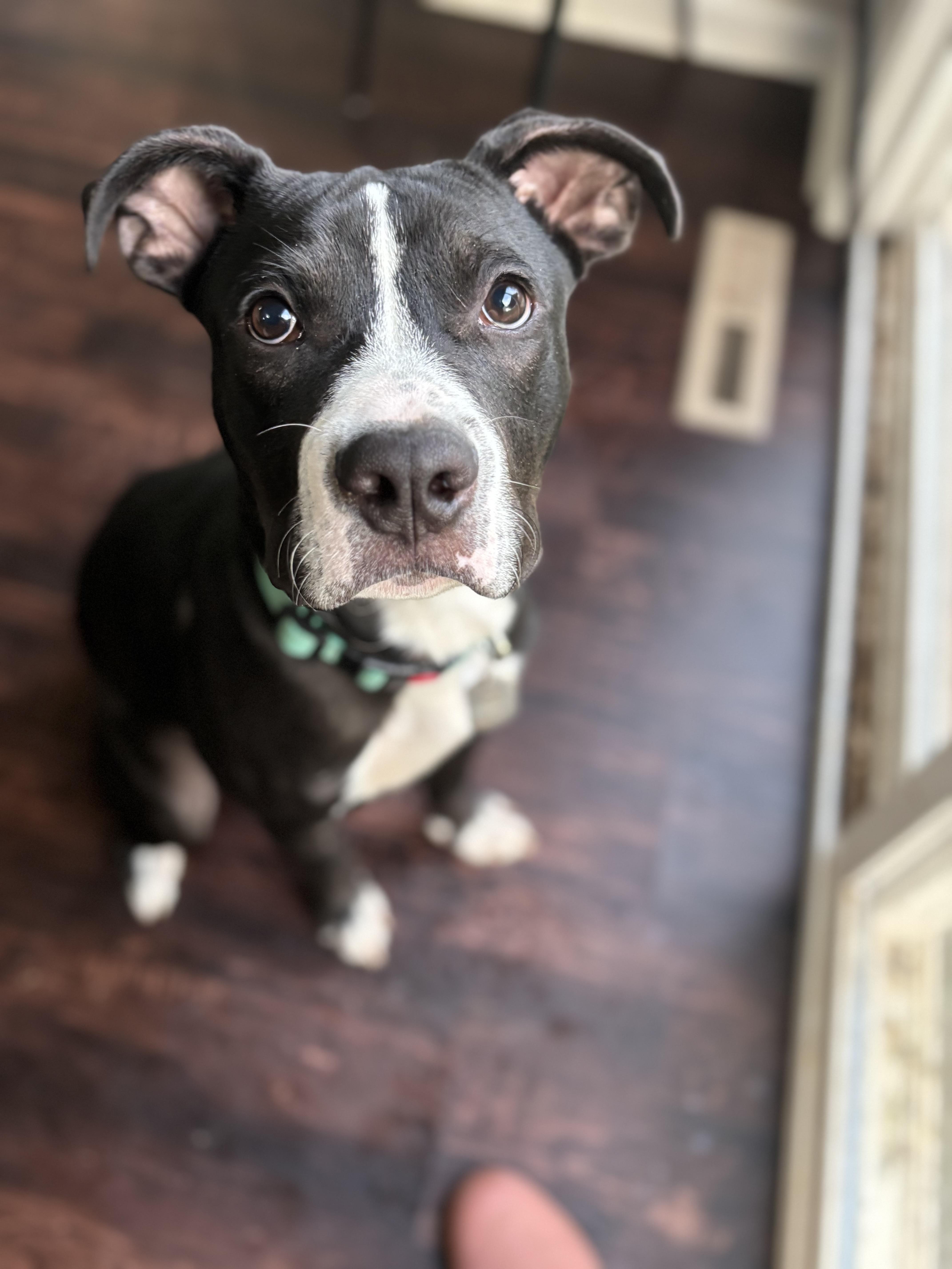 Wishbone