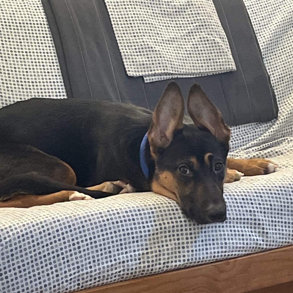 Oona D69191, Adoptable, Young Female Shepherd & Mixed Breed.