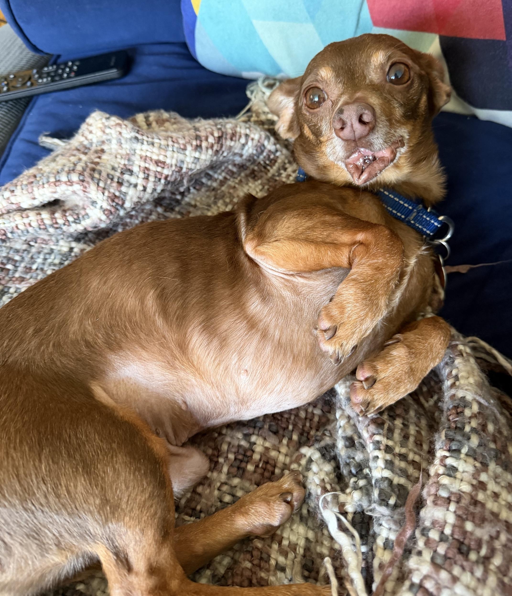 Rocky, a Adoptable mixed breed in Brooklyn, NY image 2/6