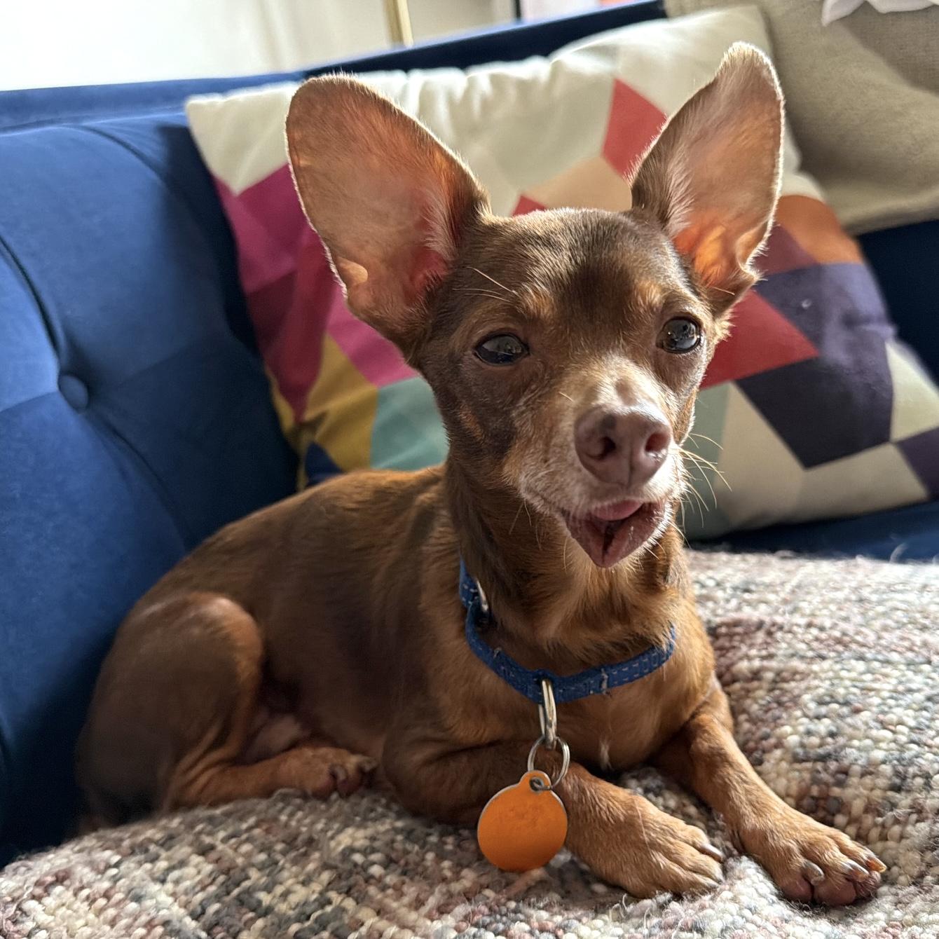 Rocky, a Adoptable mixed breed in Brooklyn, NY image 5/6