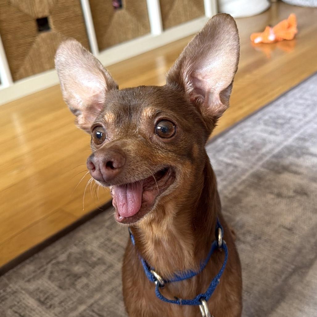 Rocky, Adoptable, Senior Male Chihuahua.