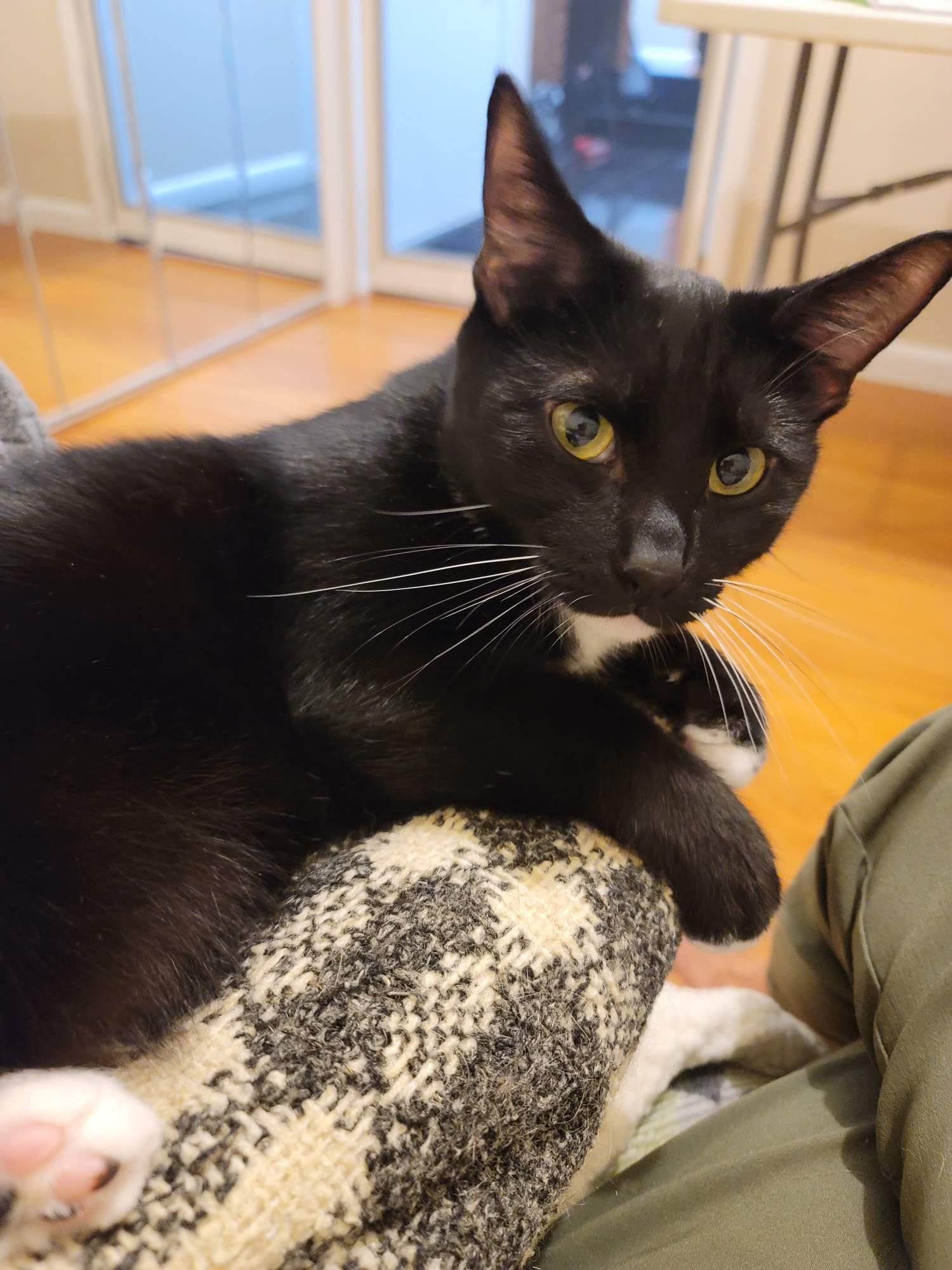 Fernando  (Alejandro adopted), Adoptable, Young Male Domestic Short Hair.