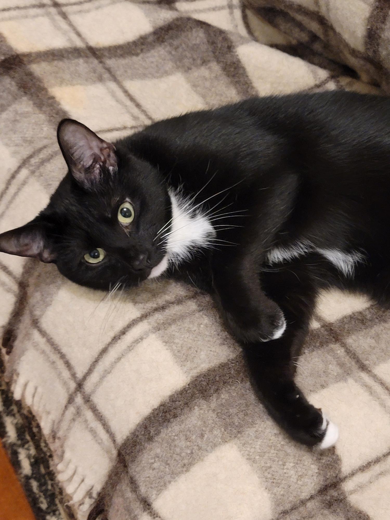 Fernando (Alejandro adopted), a Adoptable Domestic Short Hair in staten island, NY image 2/5