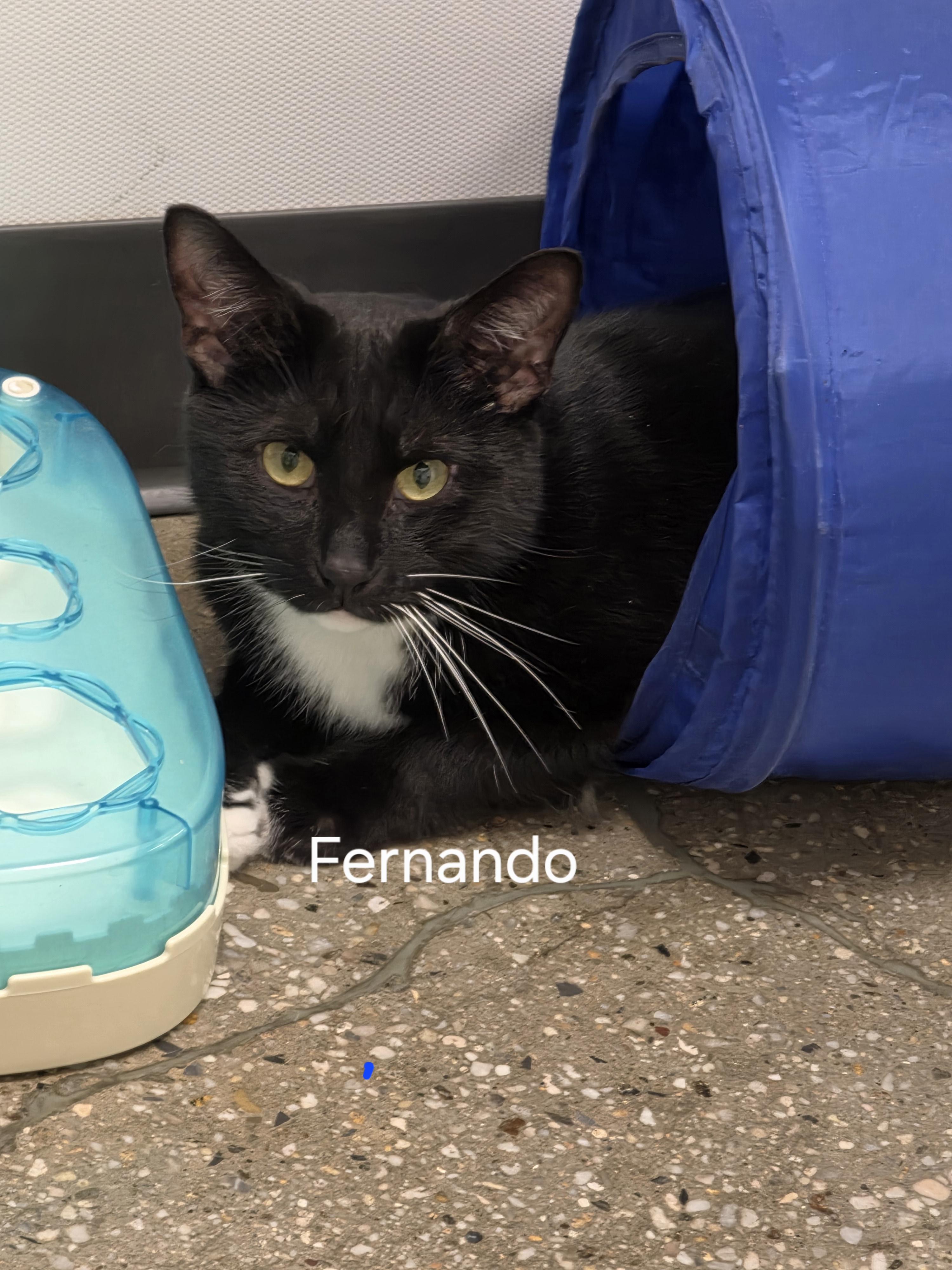 Enlarge Fernando & Alejandro, a Adoptable Domestic Short Hair in staten island, NY image 1/6