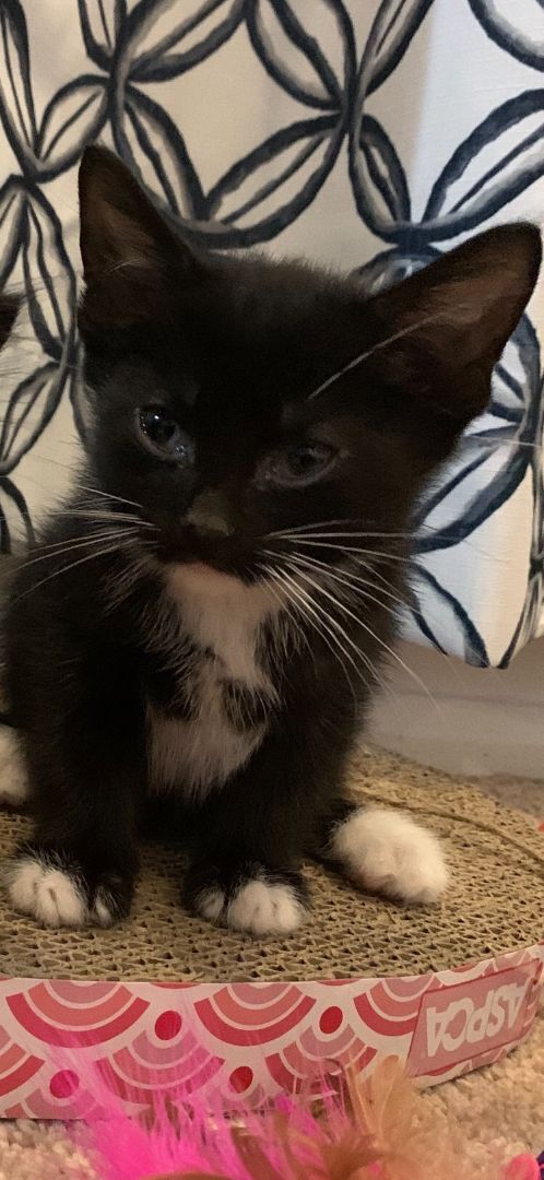 Fernando (Alejandro adopted), a Adoptable Domestic Short Hair in staten island, NY image 4/5