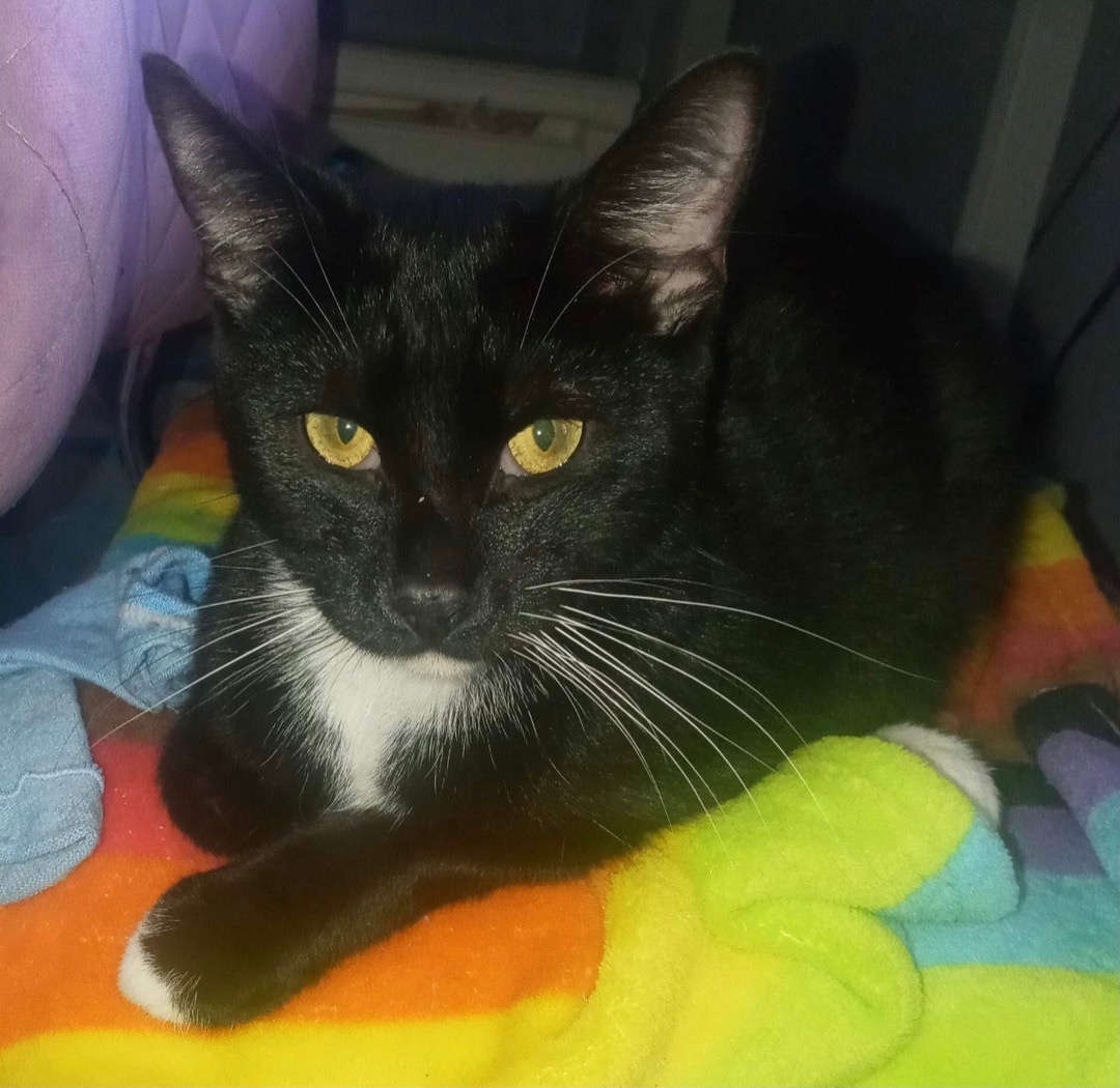 Fernando (Alejandro adopted), a Adoptable Domestic Short Hair in staten island, NY image 3/5