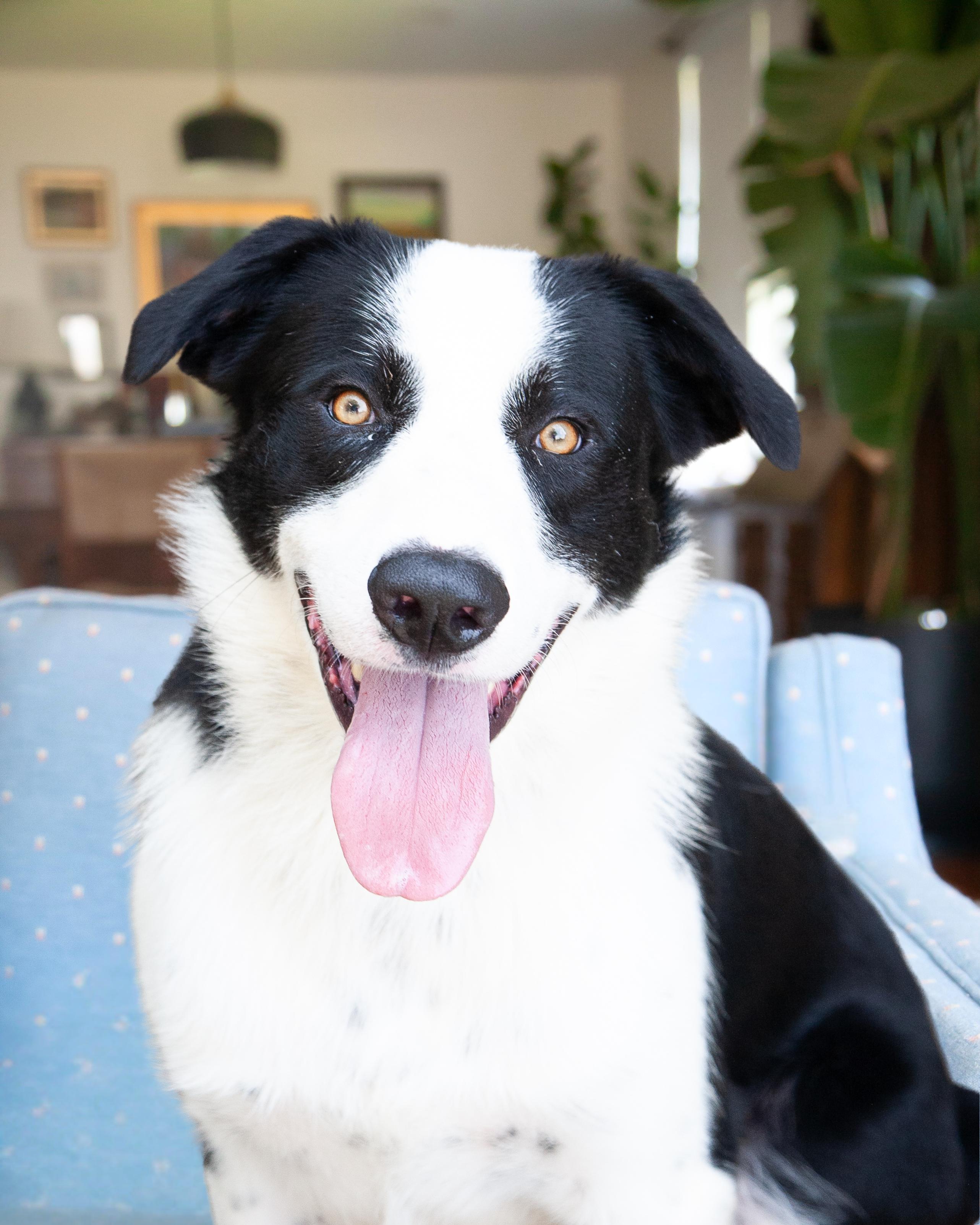 Dex, ADOPTABLE, Young Male Border Collie.