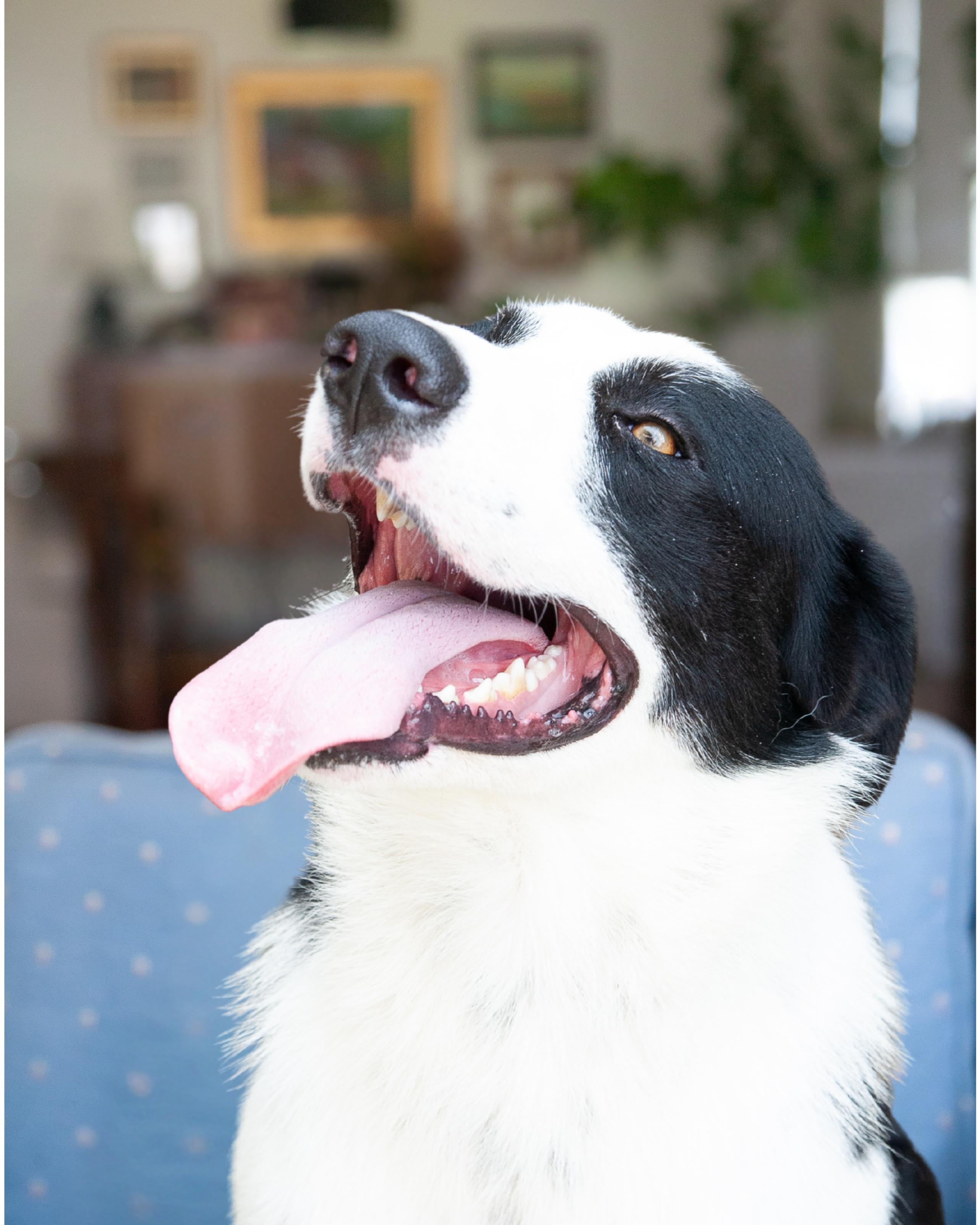 Enlarge Dex, a ADOPTABLE Border Collie in Franklin, TN image 2/5