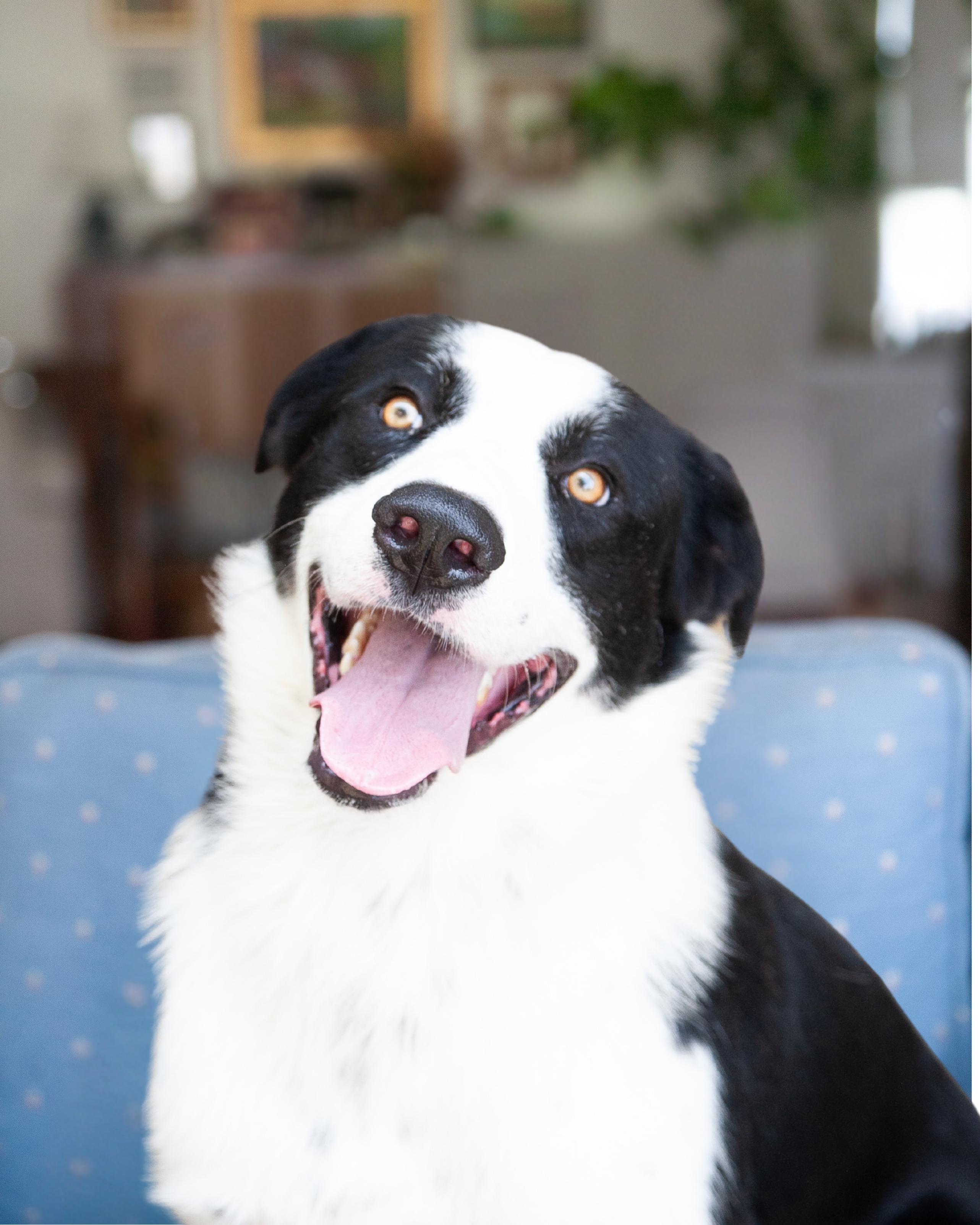 Enlarge Dex, a ADOPTABLE Border Collie in Franklin, TN image 3/5