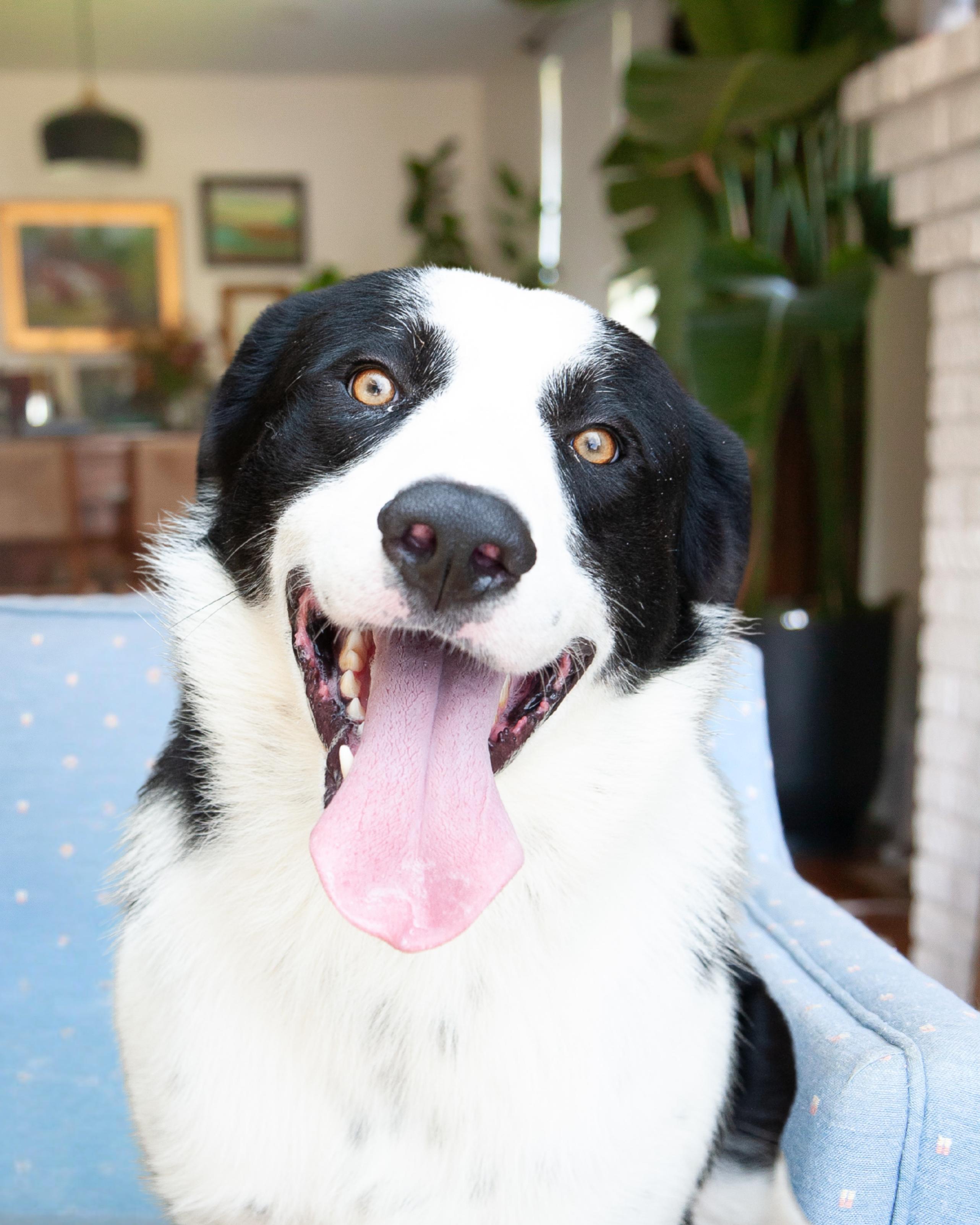 Enlarge Dex, a ADOPTABLE Border Collie in Franklin, TN image 5/5