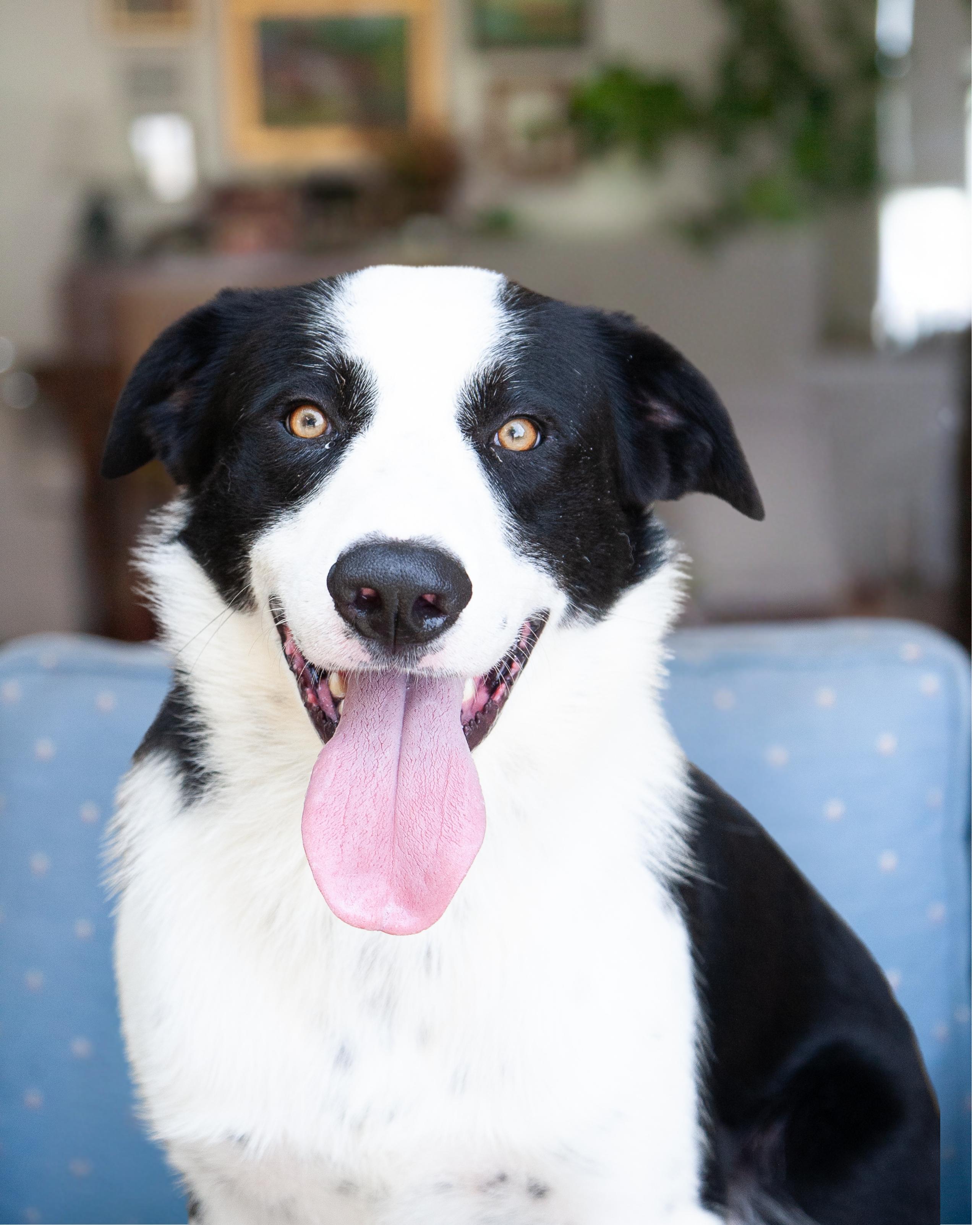 Enlarge Dex, a ADOPTABLE Border Collie in Franklin, TN image 4/5
