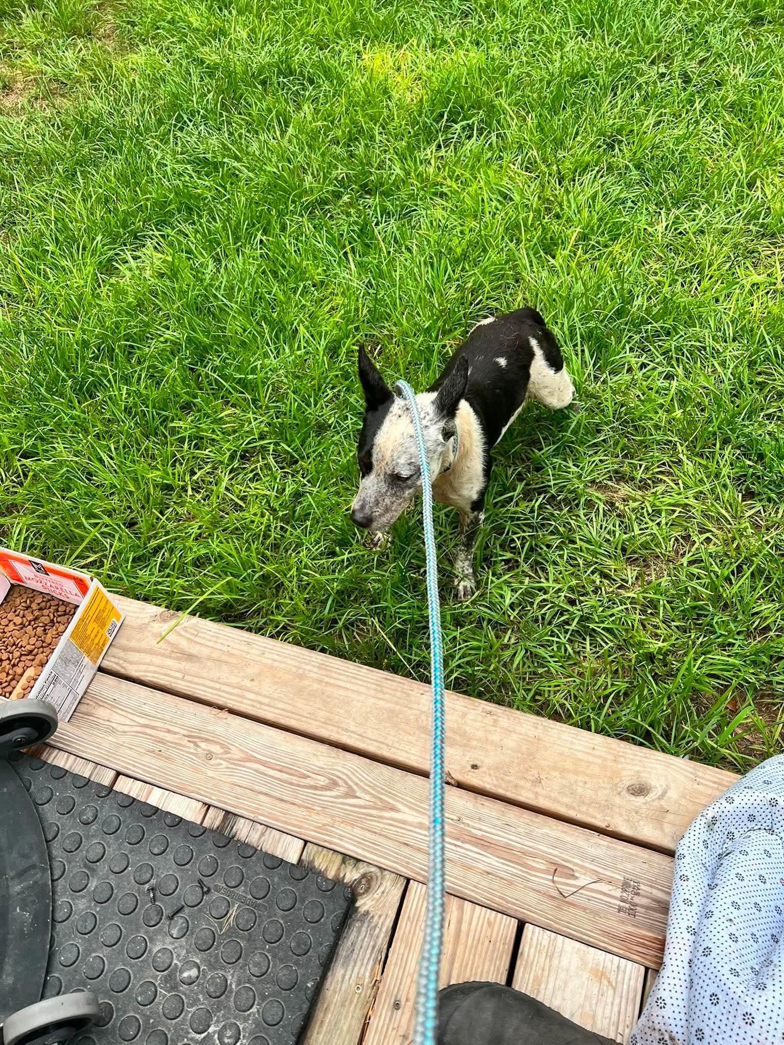 Bubba, Adoptable, Adult Male Australian Cattle Dog / Blue Heeler.
