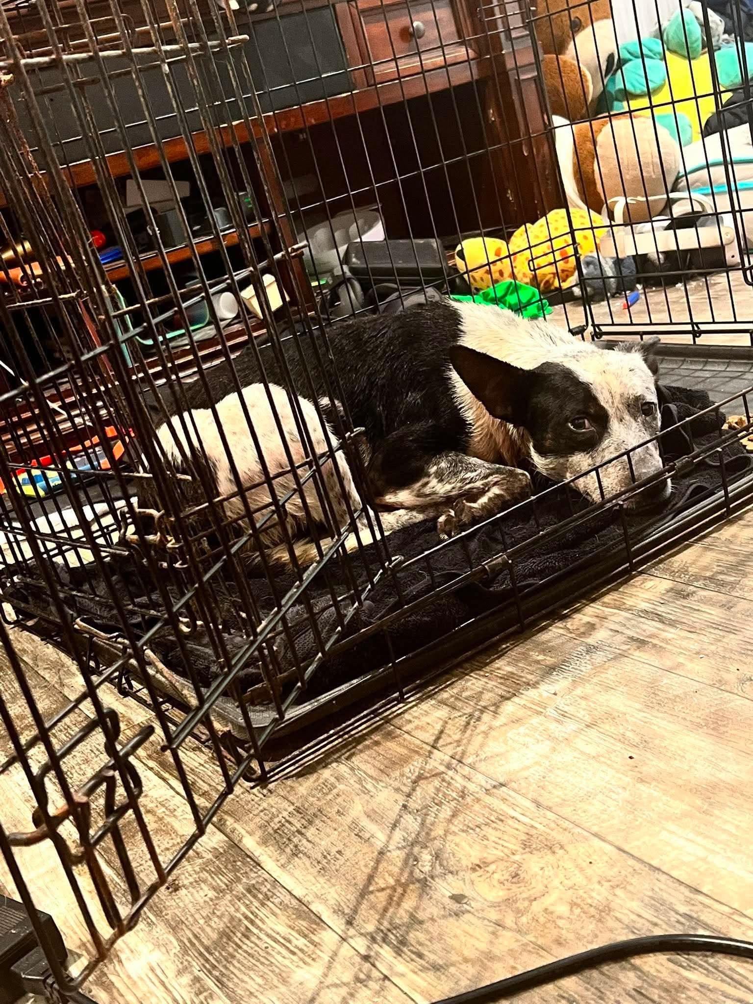 Enlarge Bubba, a Adoptable Australian Cattle Dog / Blue Heeler in Bradenton, FL image 2/4