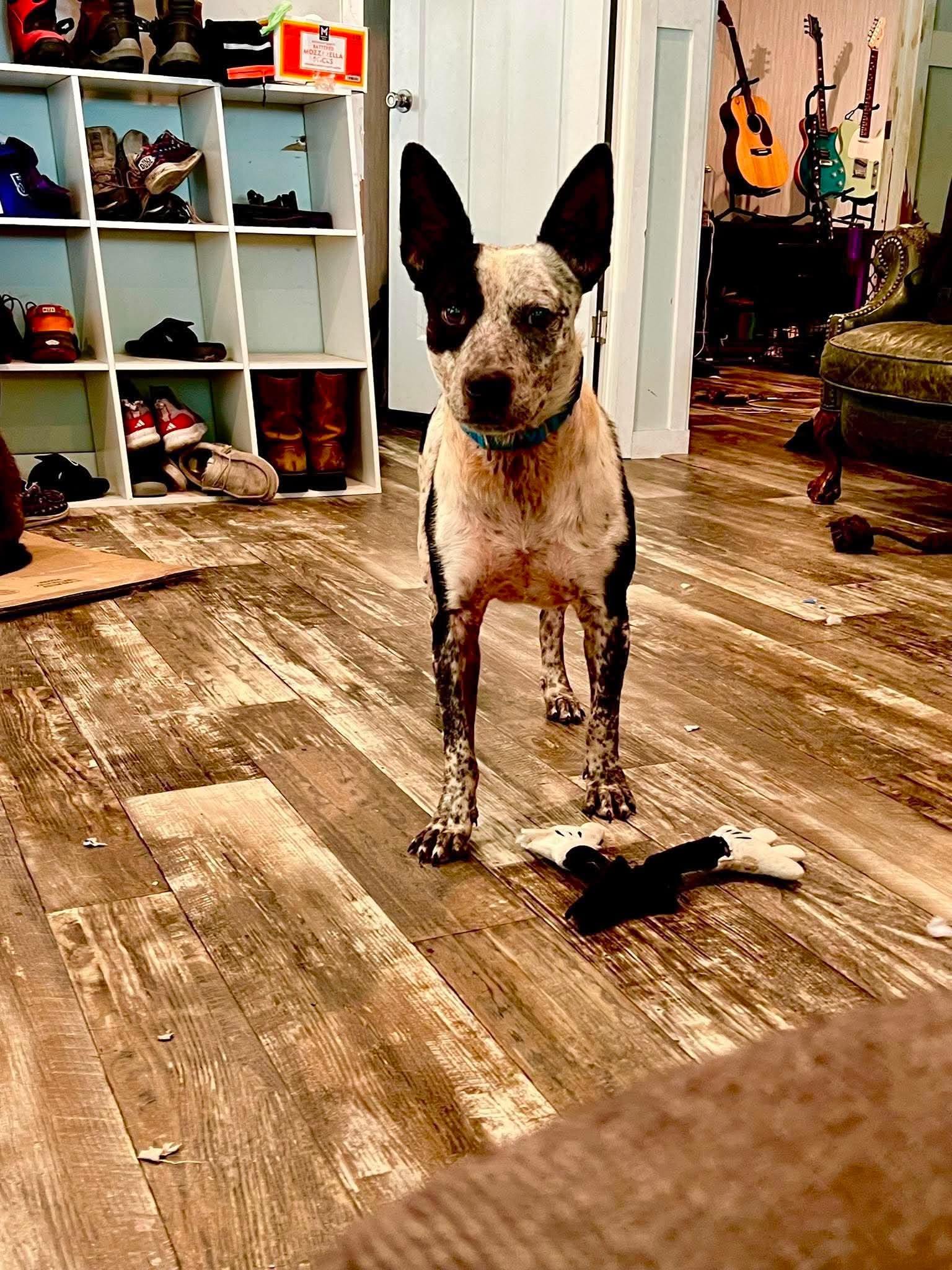 Enlarge Bubba, a Adoptable Australian Cattle Dog / Blue Heeler in Bradenton, FL image 4/4
