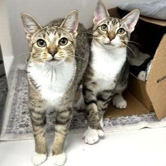 Shortbread, Adoptable, Kitten Male Domestic Short Hair.