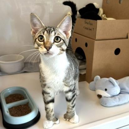 Shortbread, Adoptable, Kitten Male Domestic Short Hair.