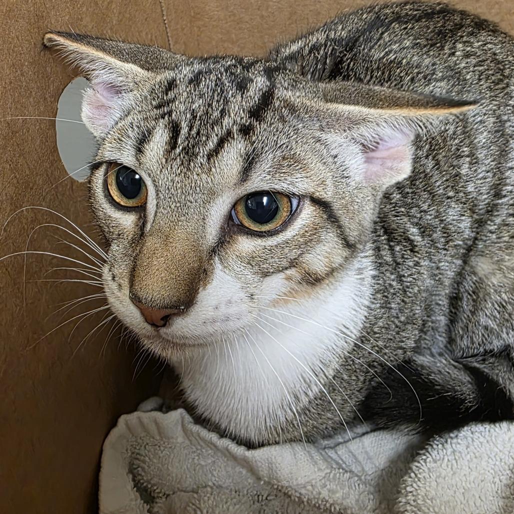 Shortbread, a Adoptable Domestic Short Hair in Novelty, OH image 2/2