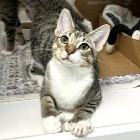 Shortbread, a Adoptable Domestic Short Hair in Novelty, OH image 4/4