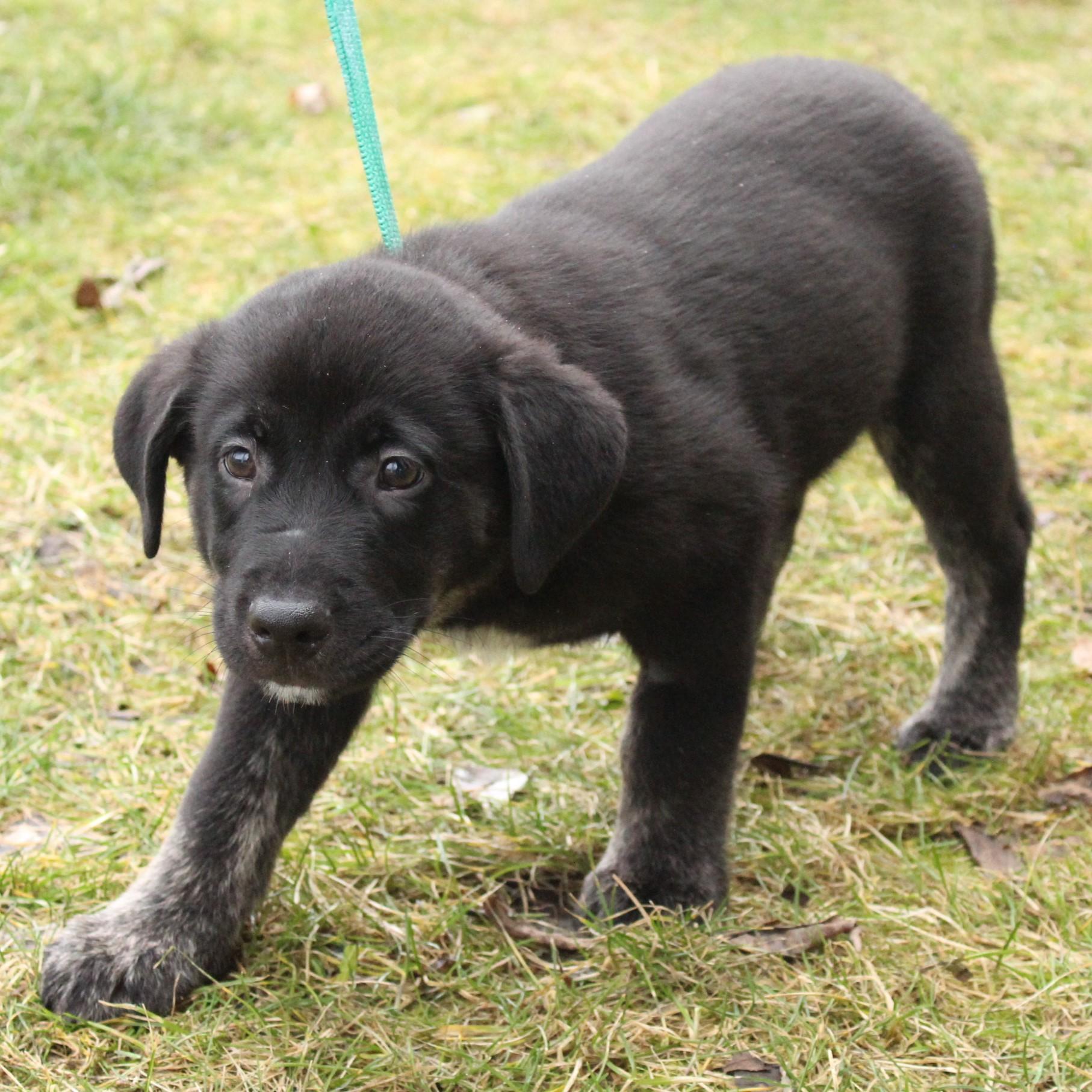 Enlarge Gideon, an adopted Labrador Retriever in Eaton, OH image 4/6