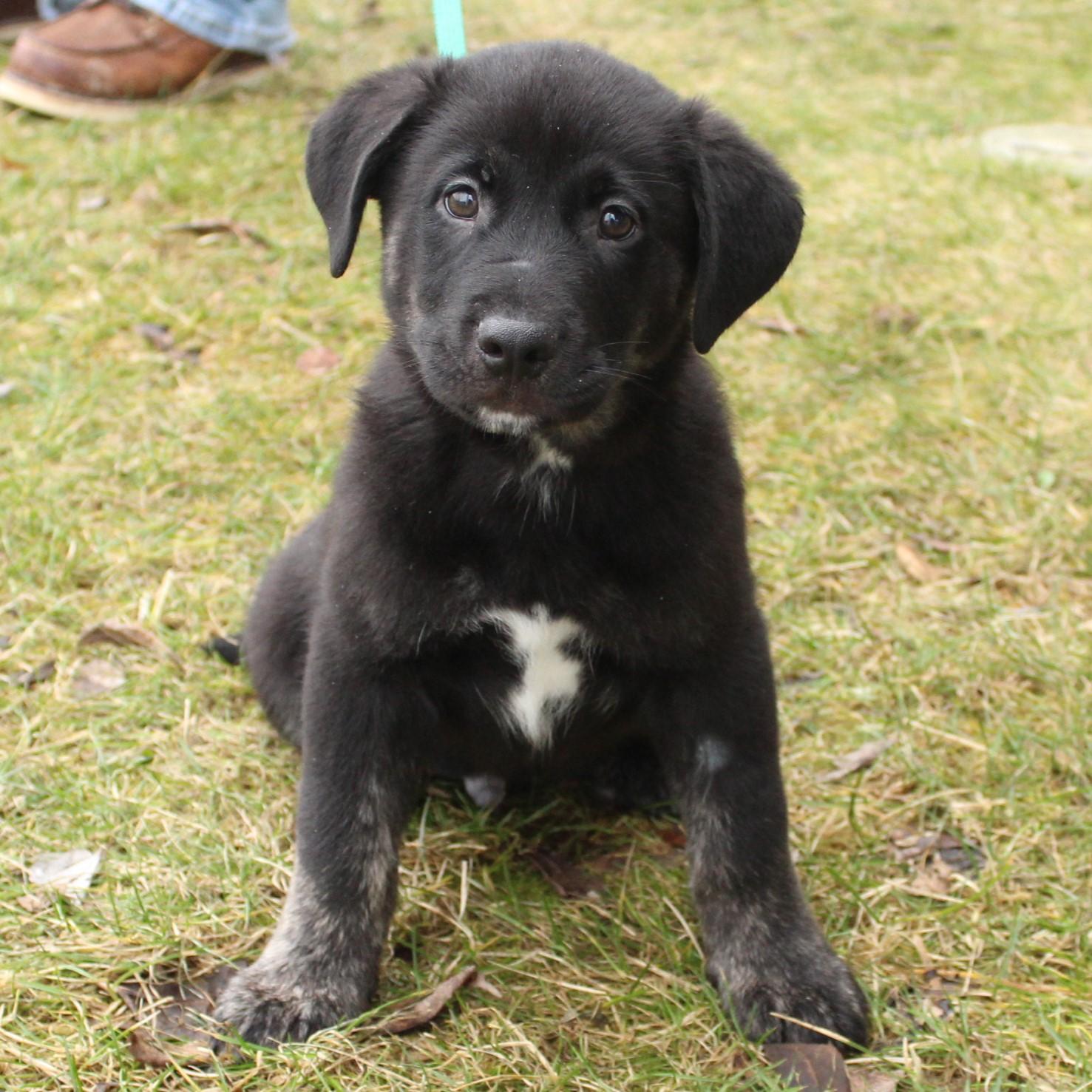 Enlarge Gideon, an adopted Labrador Retriever in Eaton, OH image 5/6