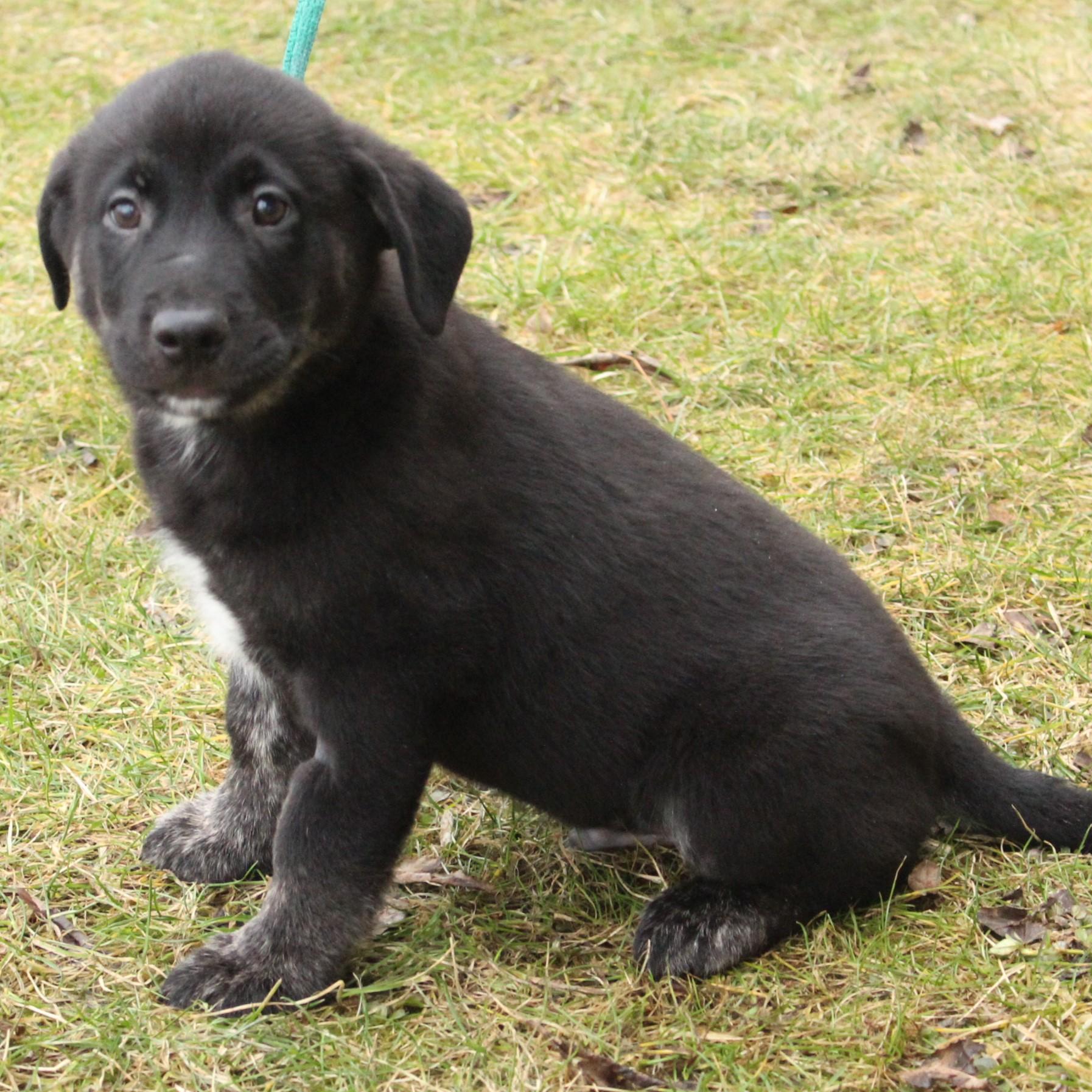 Enlarge Gideon, an adopted Labrador Retriever in Eaton, OH image 6/6