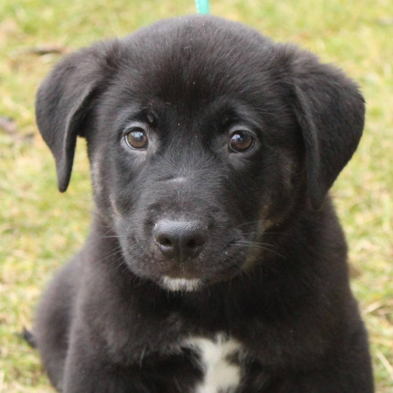 Gideon, adopted, Puppy Male Labrador Retriever.