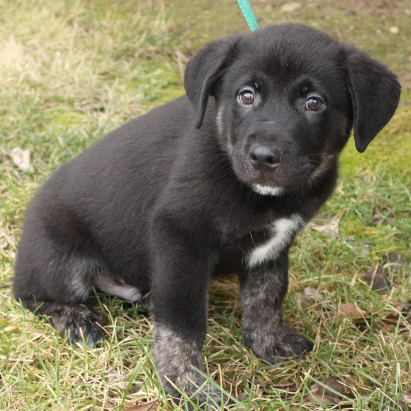Enlarge Gideon, an adopted Labrador Retriever in Eaton, OH image 3/6