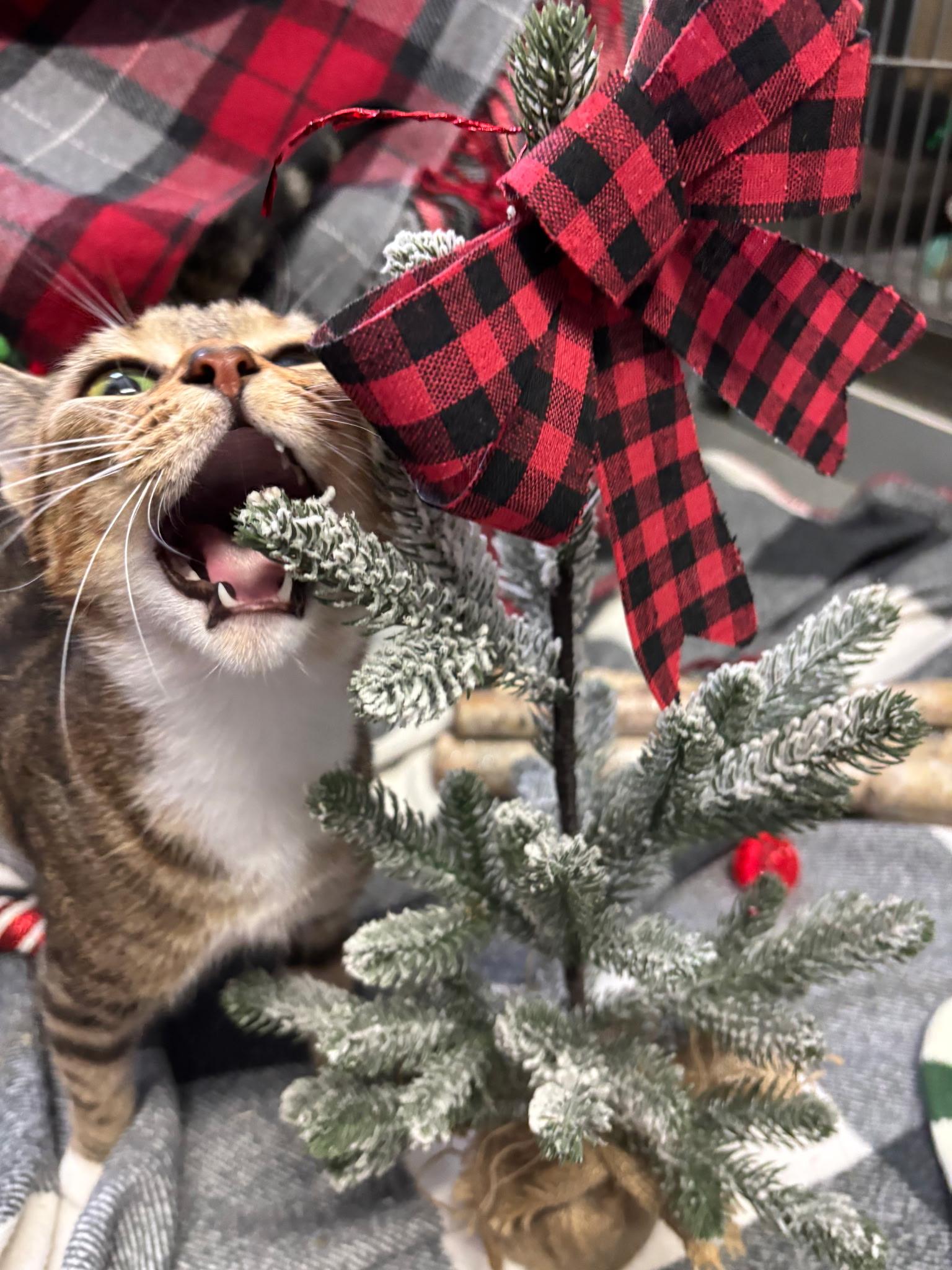 Sweetness, adoptable, Young Female Domestic Short Hair.