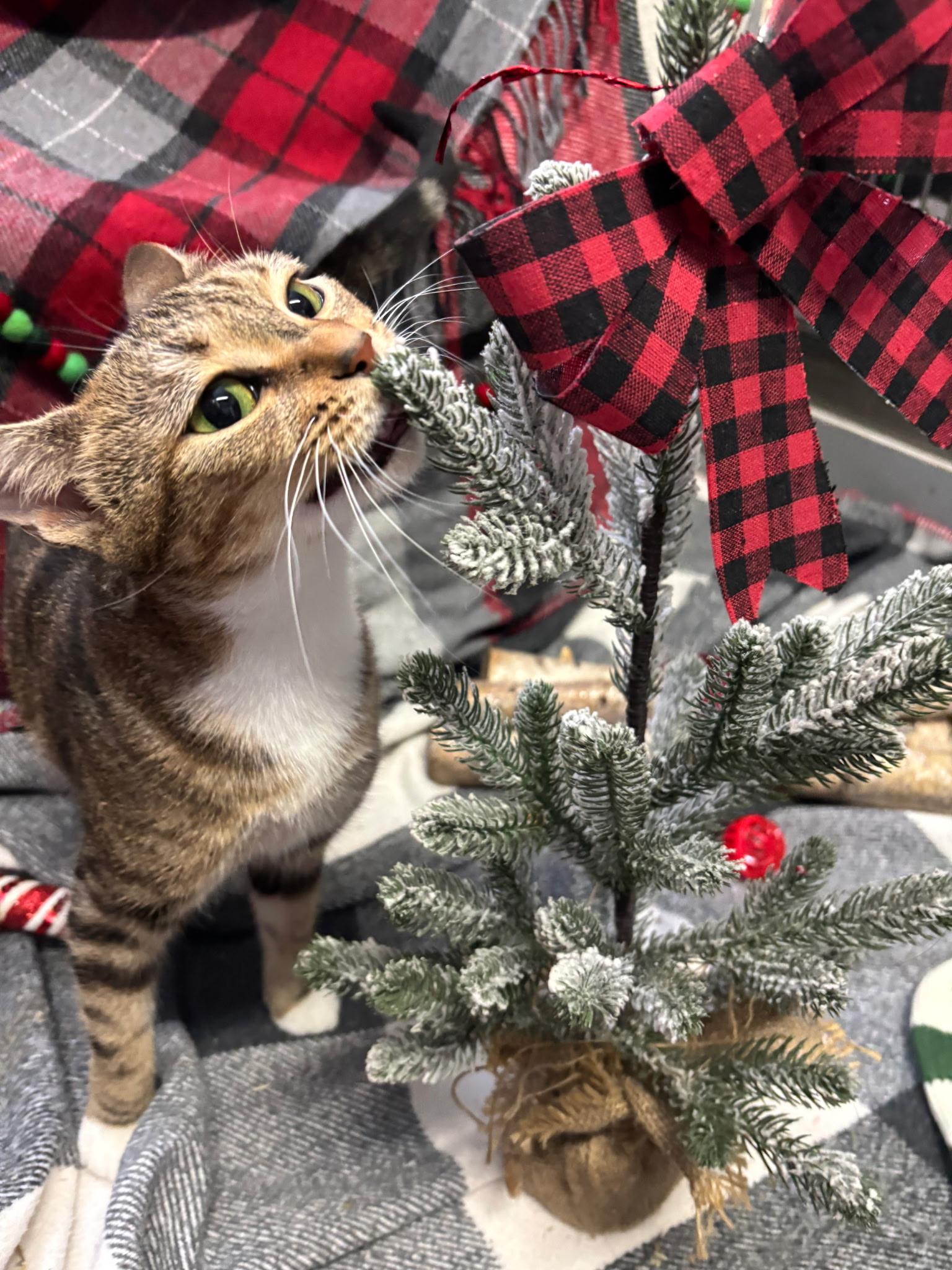 Enlarge Sweetness, an adoptable Domestic Short Hair in Exeter, RI image 2/3