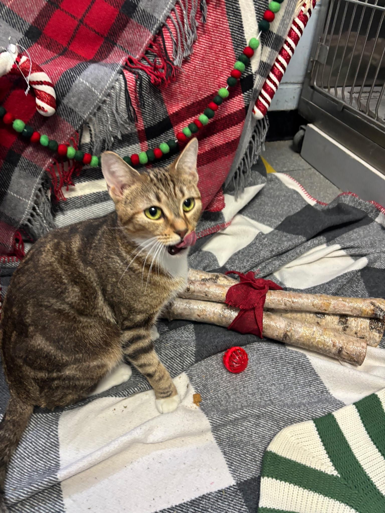 Enlarge Sweetness, an adoptable Domestic Short Hair in Exeter, RI image 3/3