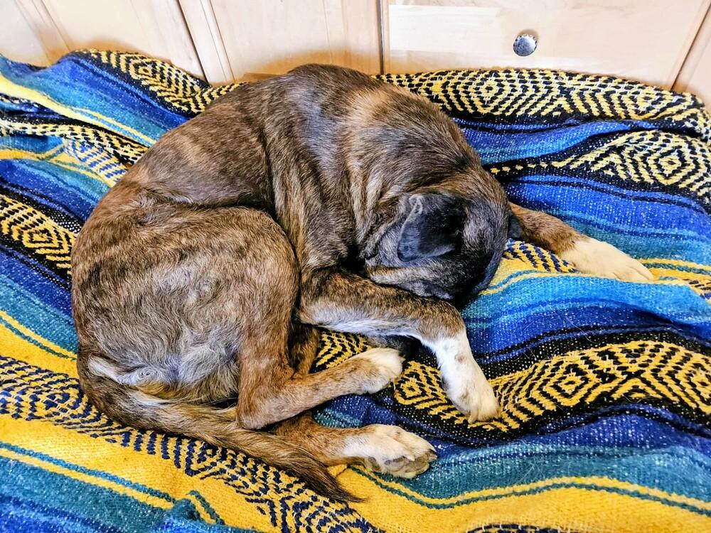 Rocky, Adoptable, Senior Male Shepherd & Mixed Breed.