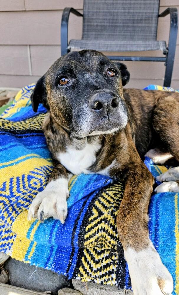 Enlarge Rocky, a Adoptable mixed breed in Evergreen, CO image 2/6
