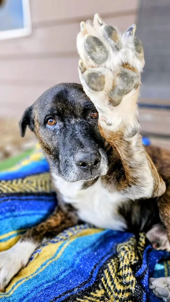 Enlarge Rocky, a Adoptable mixed breed in Evergreen, CO image 3/6