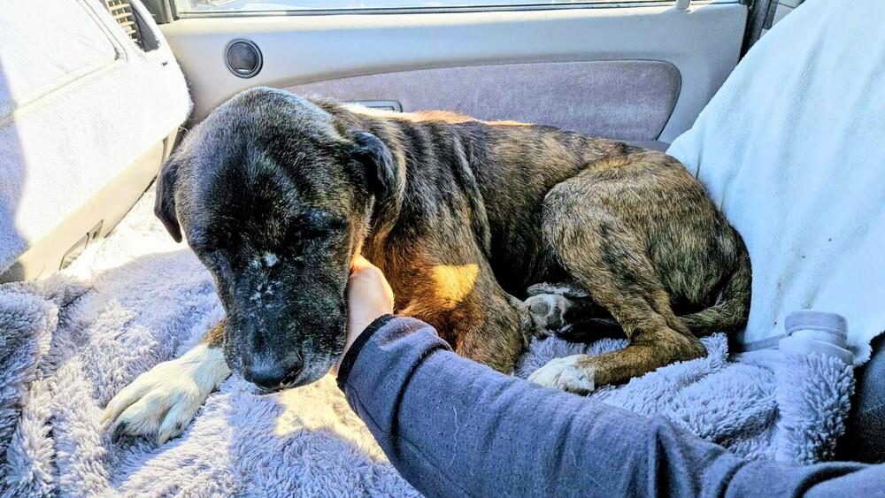 Enlarge Rocky, a Adoptable mixed breed image 4/6