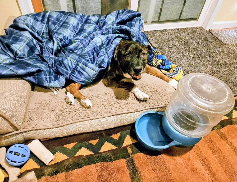 Enlarge Rocky, a Adoptable mixed breed image 6/6