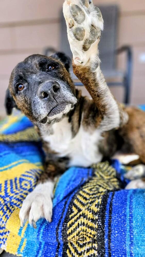 Enlarge Rocky, a Adoptable mixed breed in Evergreen, CO image 6/6