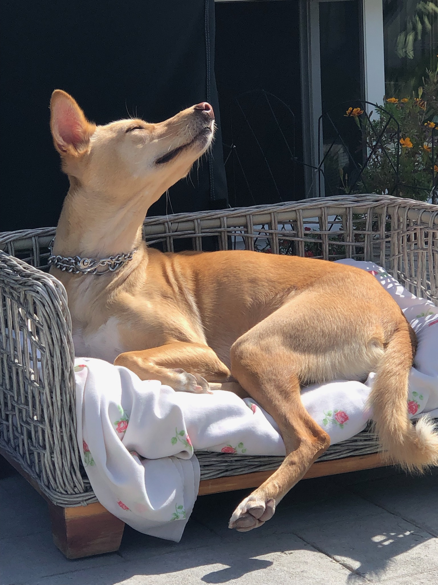 Kolo-Indian Pariah Dog, Adoptable, Adult Male Whippet & Labrador Retriever.