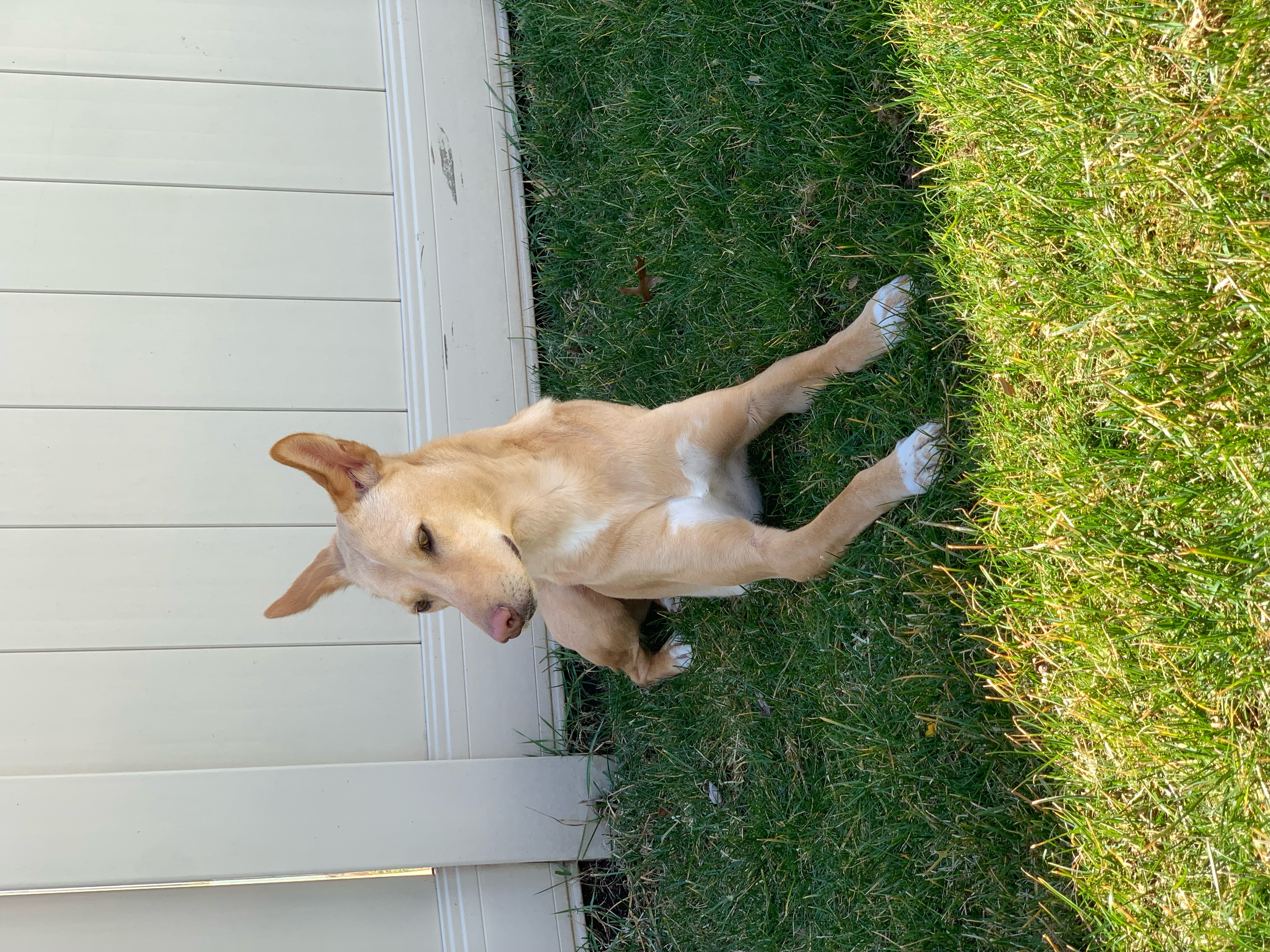 Enlarge Kolo-Indian Pariah Dog, a Adoptable mixed breed in Milltown, NJ image 2/6