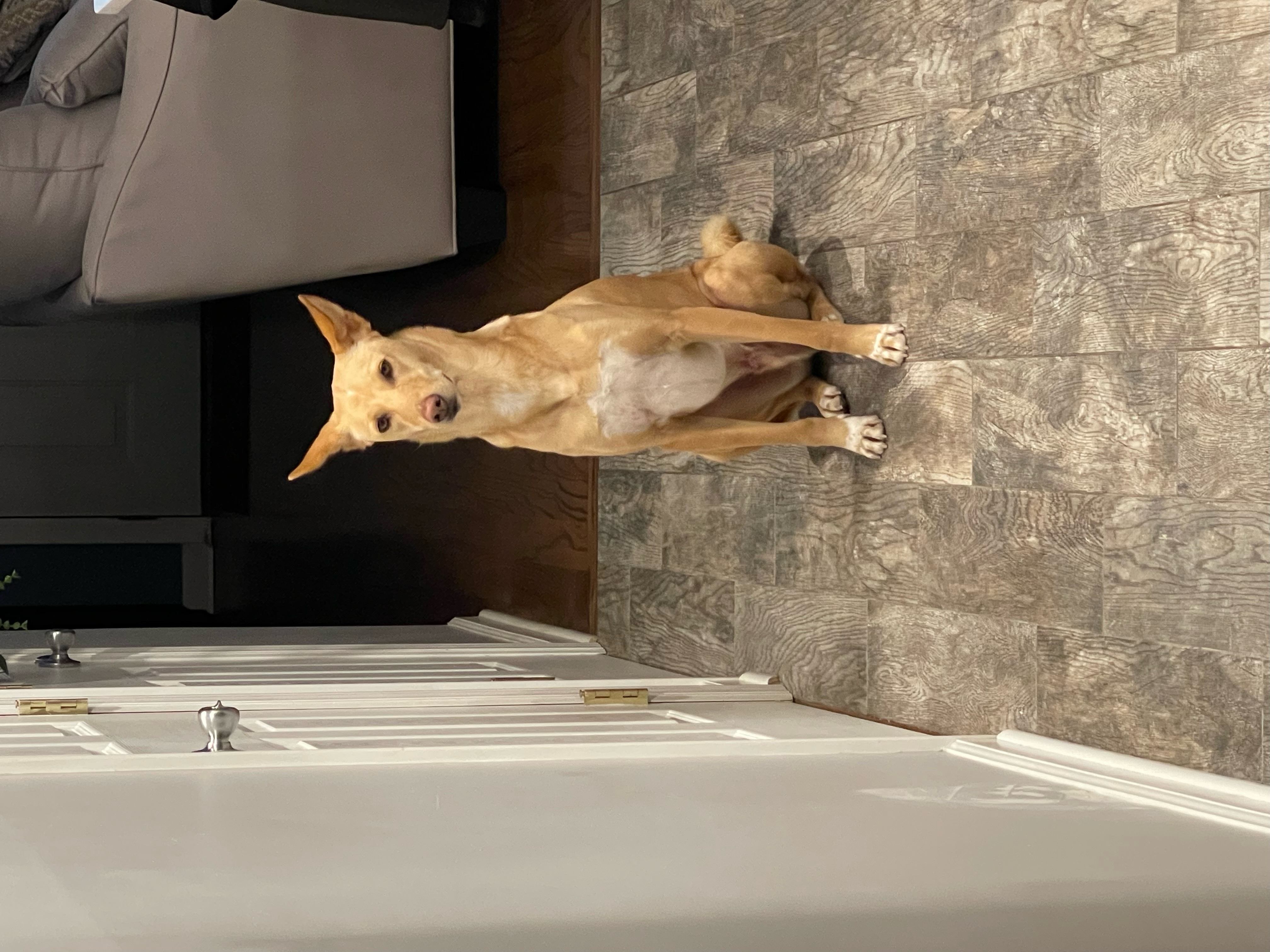 Enlarge Kolo-Indian Pariah Dog, a Adoptable mixed breed in Milltown, NJ image 3/6