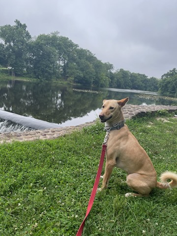 Enlarge Kolo-Indian Pariah Dog, a Adoptable mixed breed in Milltown, NJ image 4/6