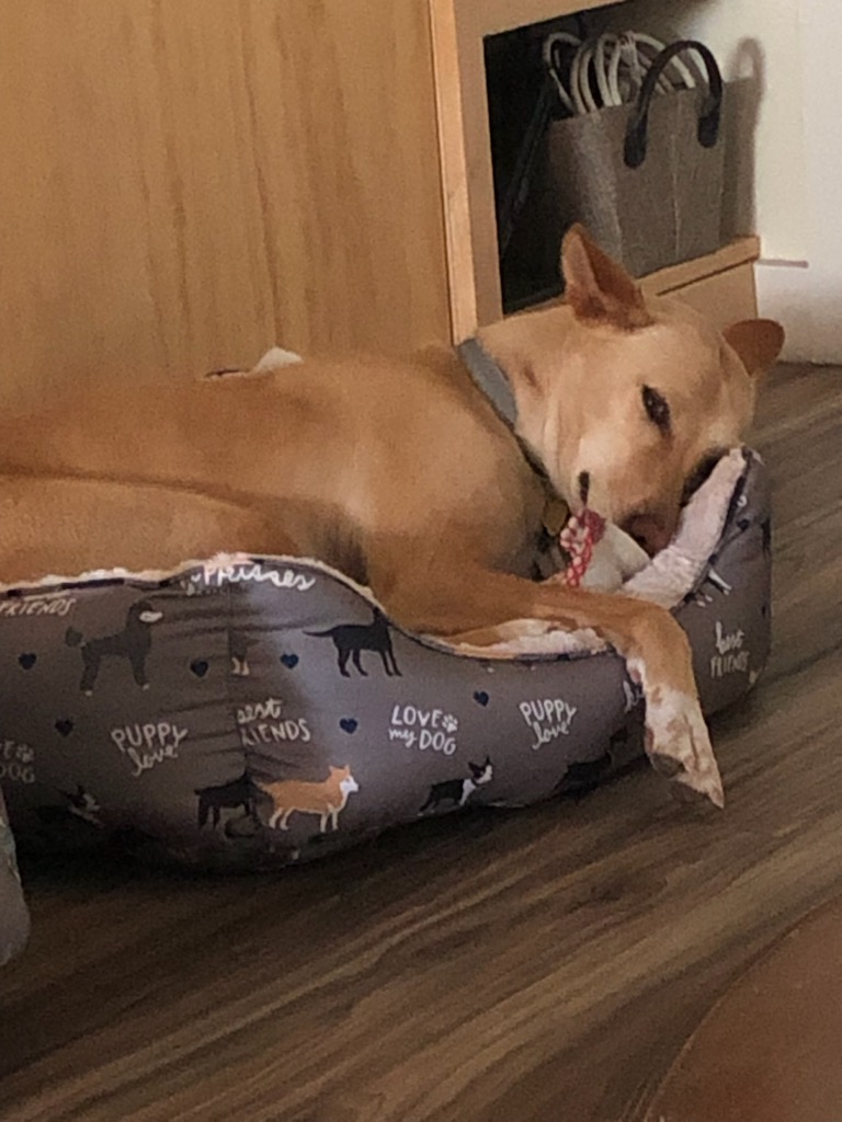 Enlarge Kolo-Indian Pariah Dog, a Adoptable mixed breed in Milltown, NJ image 5/6