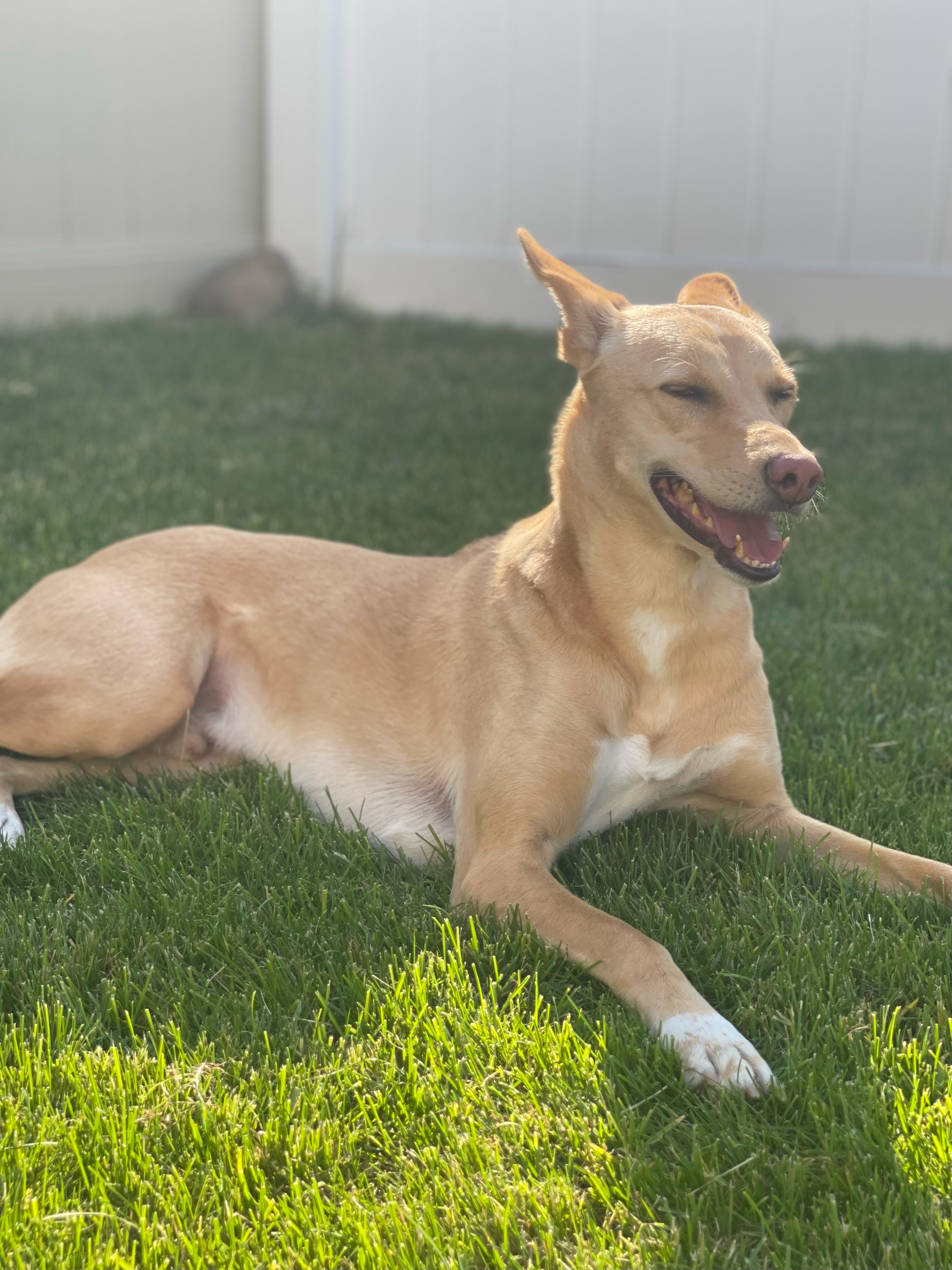 Enlarge Kolo-Indian Pariah Dog, a Adoptable mixed breed in Milltown, NJ image 6/6